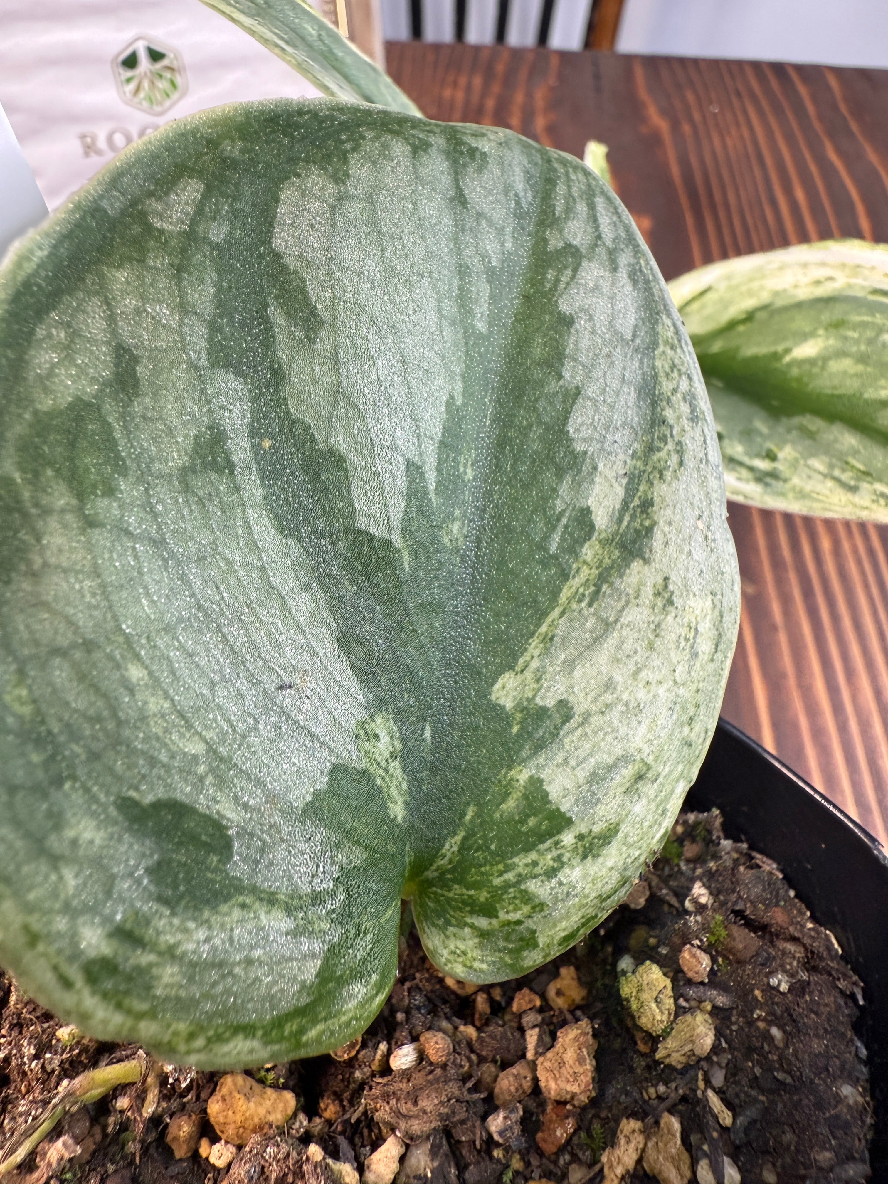 ☆1939【輝くホログラム】スキンダプサス エキゾチカ ホログラム(3.5号