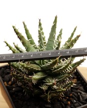 抜き苗 エリナケア Aloe erinacea