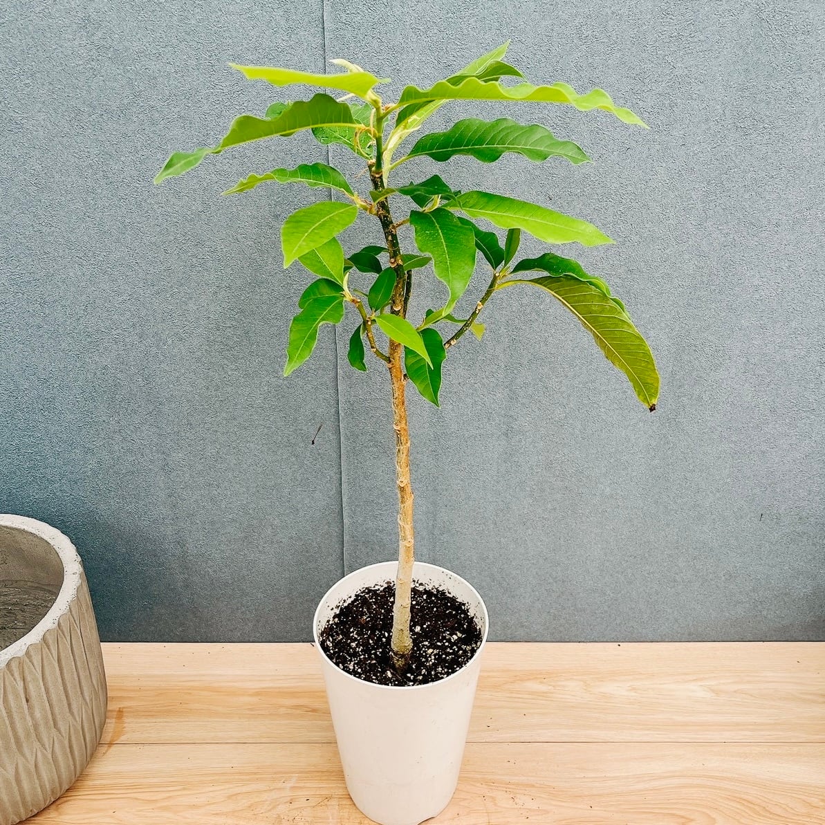 現品］3番 キンコウボク 7号 観葉植物 屋外 珍しい 金厚朴 香水 花