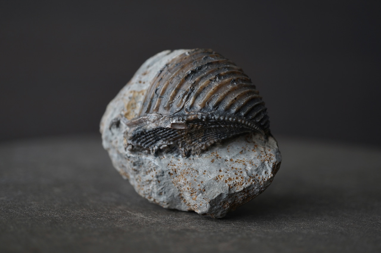 ドイツ産トリゴニア化石 Trigonia interlaevigata 1953