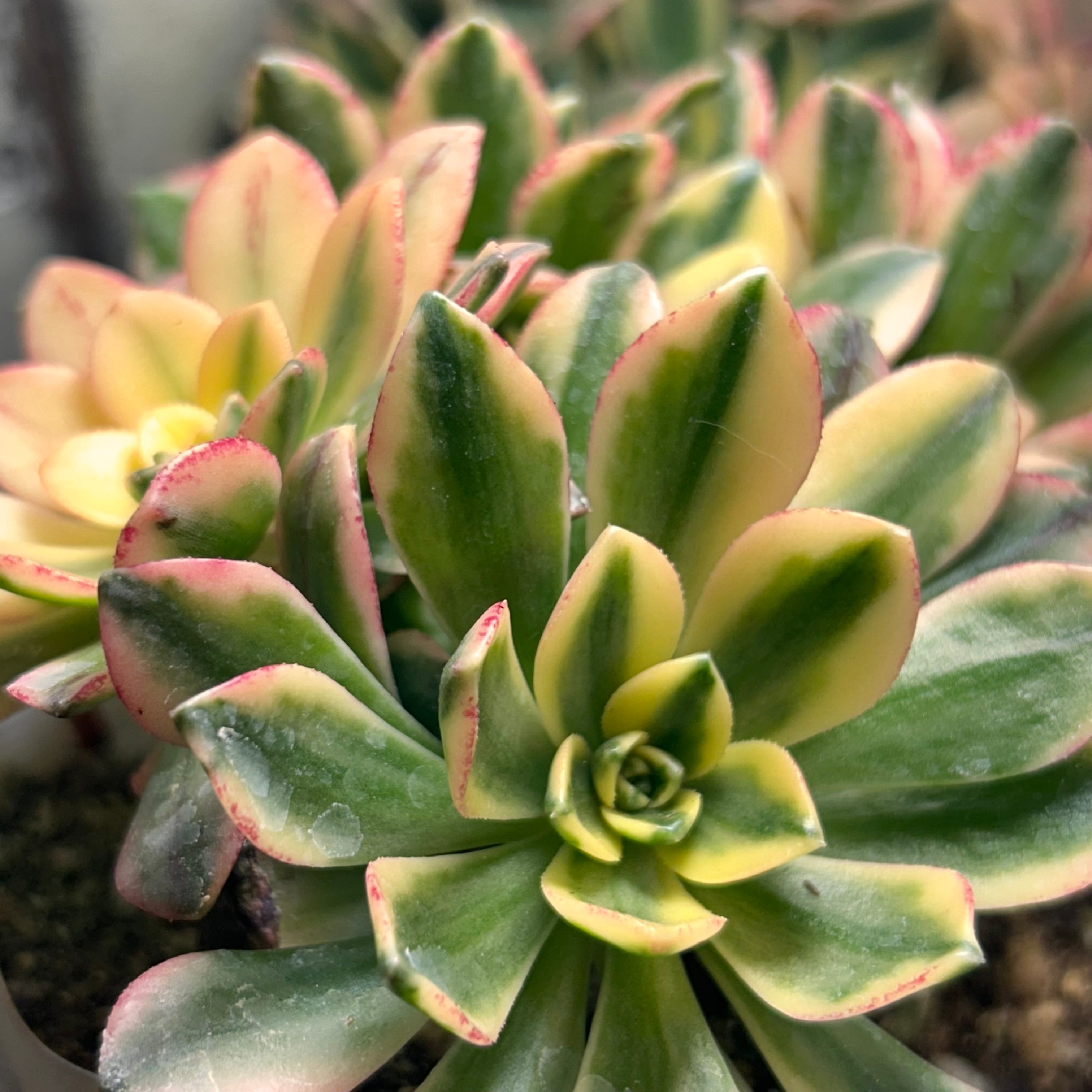 甜茶錦(てんちゃにしき)アエオニウム 群生 | RuPo 多肉植物専門店