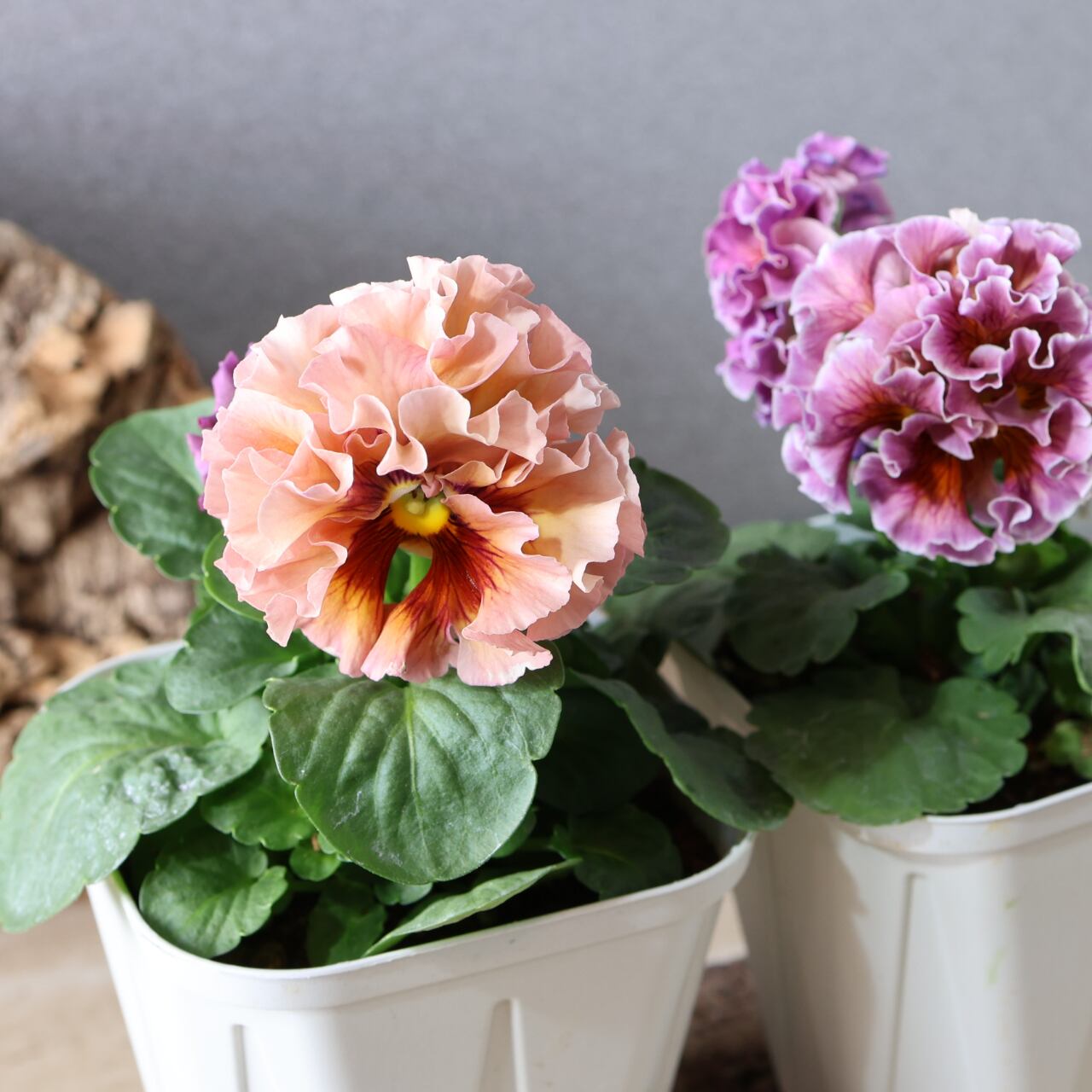 479 超希少！サトウ園芸さんの『ローブ ドゥ アントワネット 