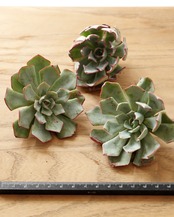 発根済カット苗 ストリクチフローラ M Echeveria strictiflora