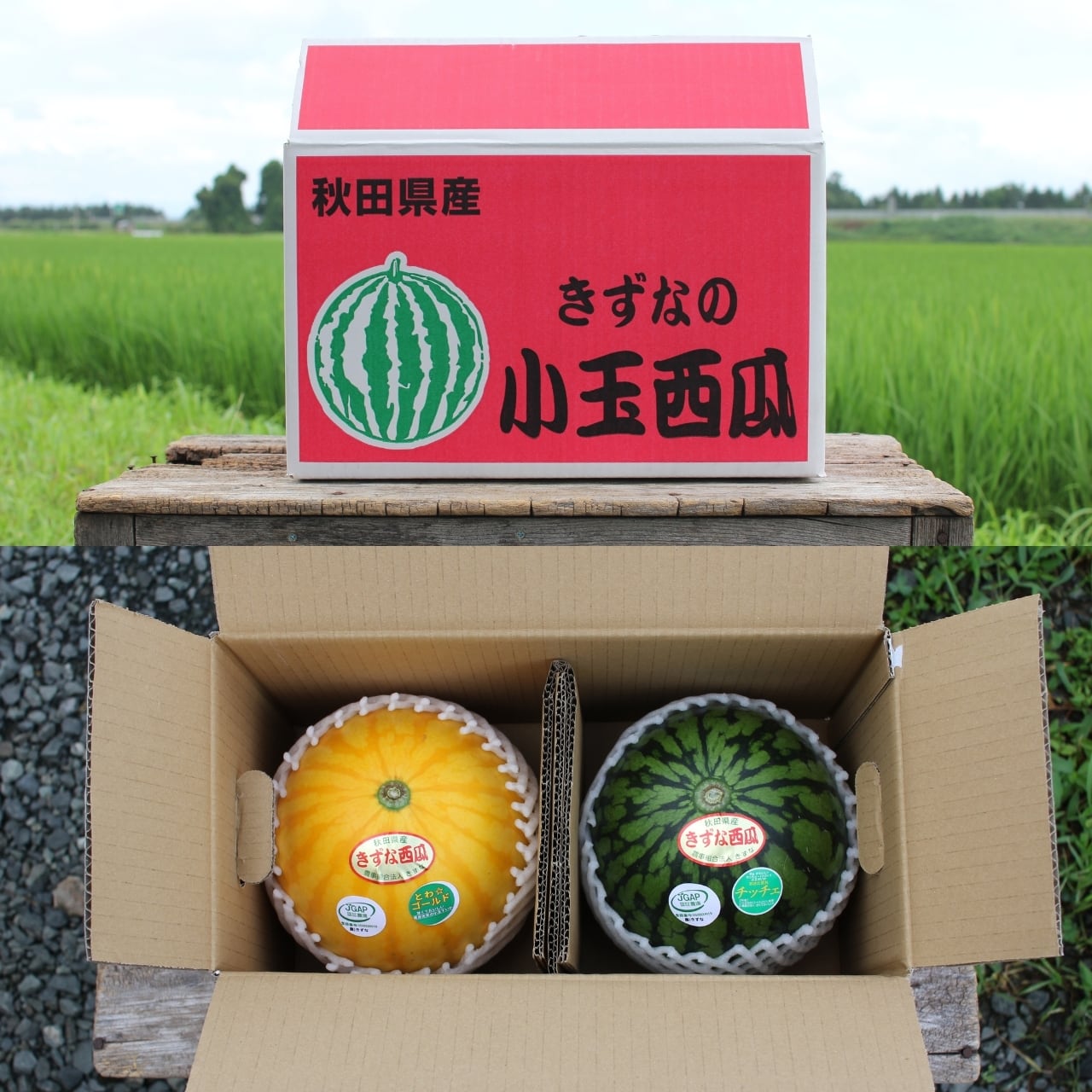 黄と緑のカラフルセット！】きずなの「とわ☆ゴールド(2L)」＆「あきた