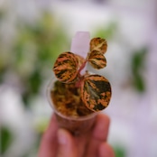 PEPEROMIA METARICA varigated / ペペロニア メタリカ