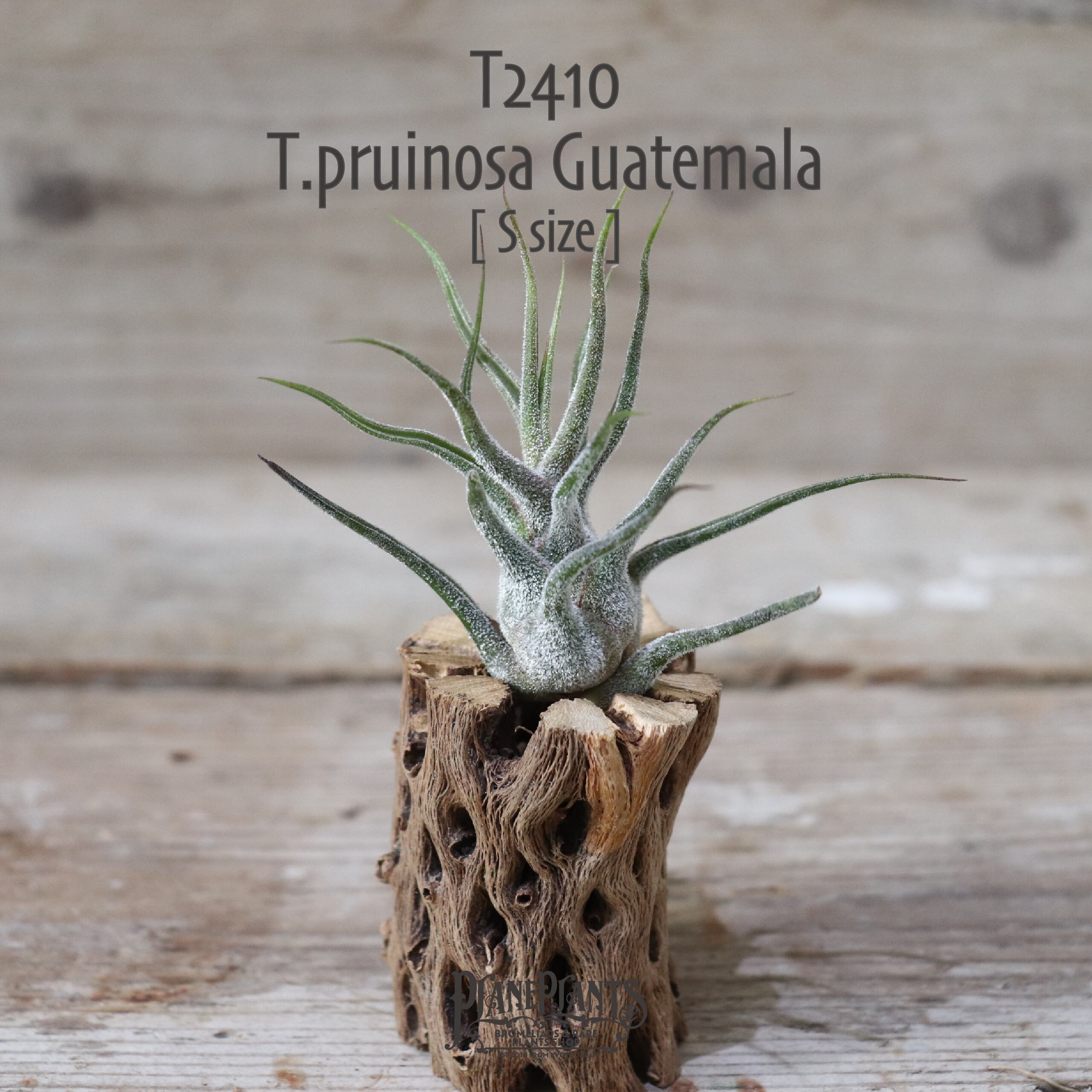 【送料無料】プルイノーサ グアテマラ S〔エアプランツ〕現品発送T2410