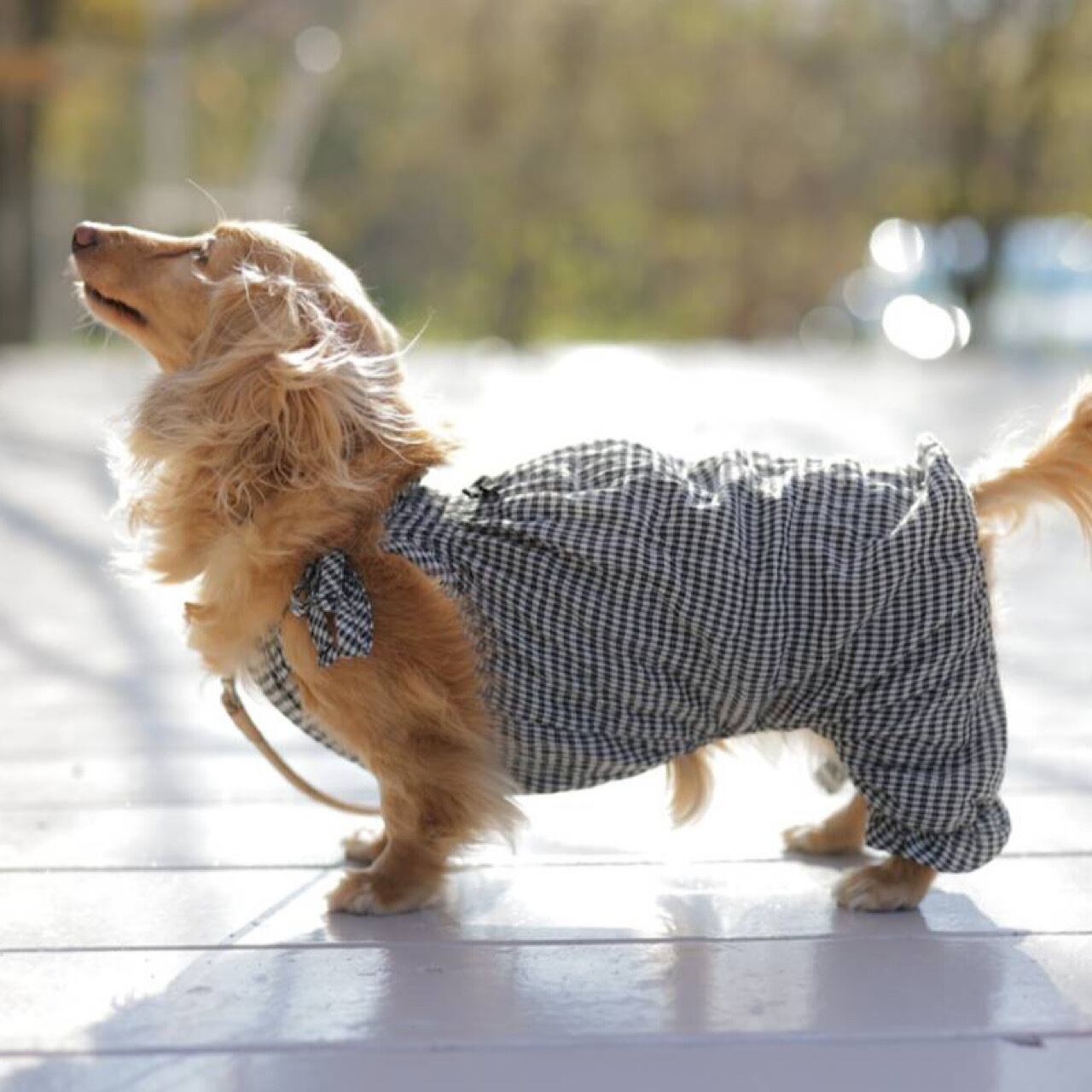 かぼちゃパンツ/ギンガムチェック | カニンヘンダックスとミニチュア