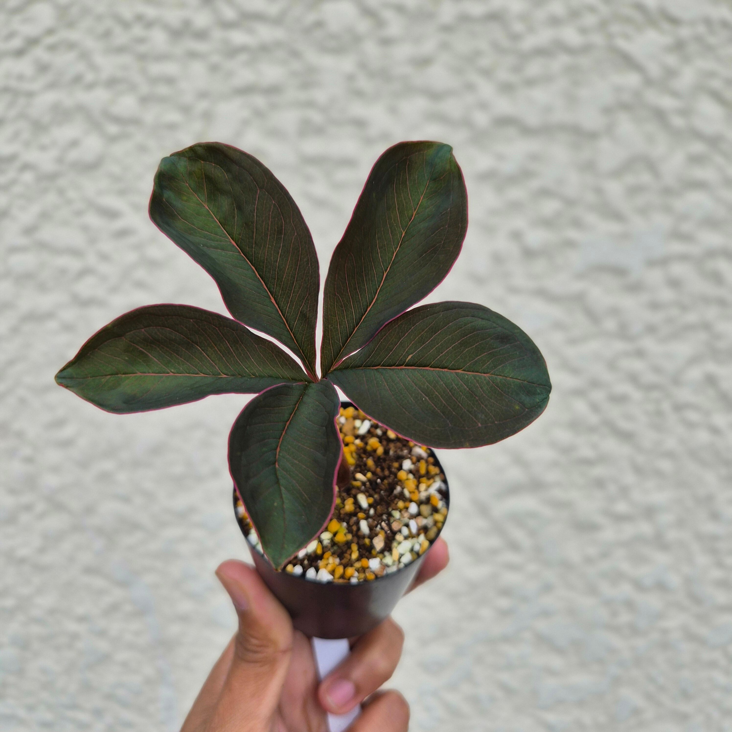 AM23 ♡レア〚 アモルフォファルス アトロビリディス 〛 Amorphophallus Atroviridis 塊根植物 コーデックス