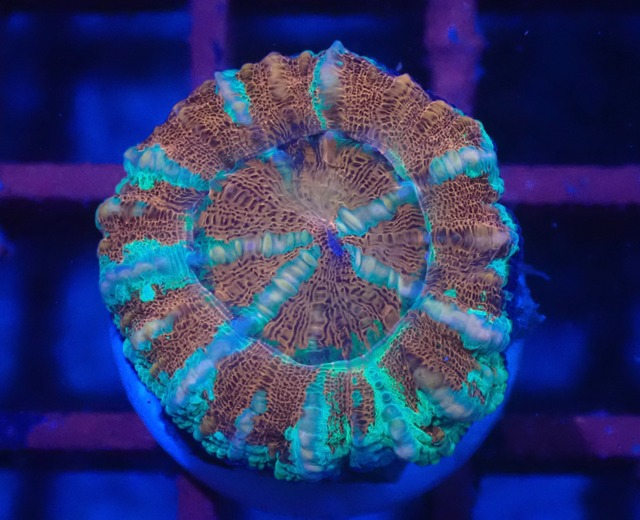 WA Scolymia (WestAustralia) 6
