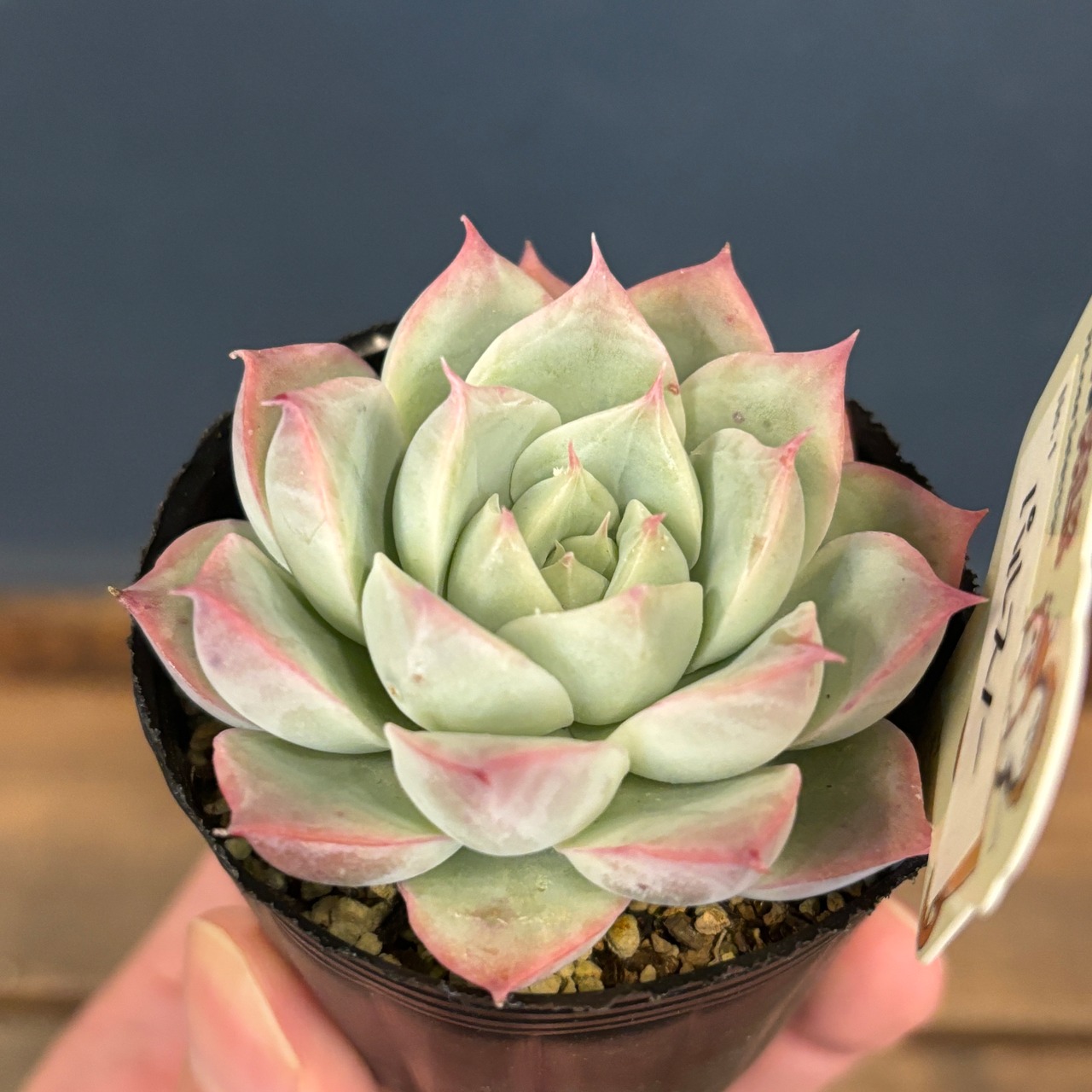 farmPALKさん苗 エケベリア パルスノー【360】