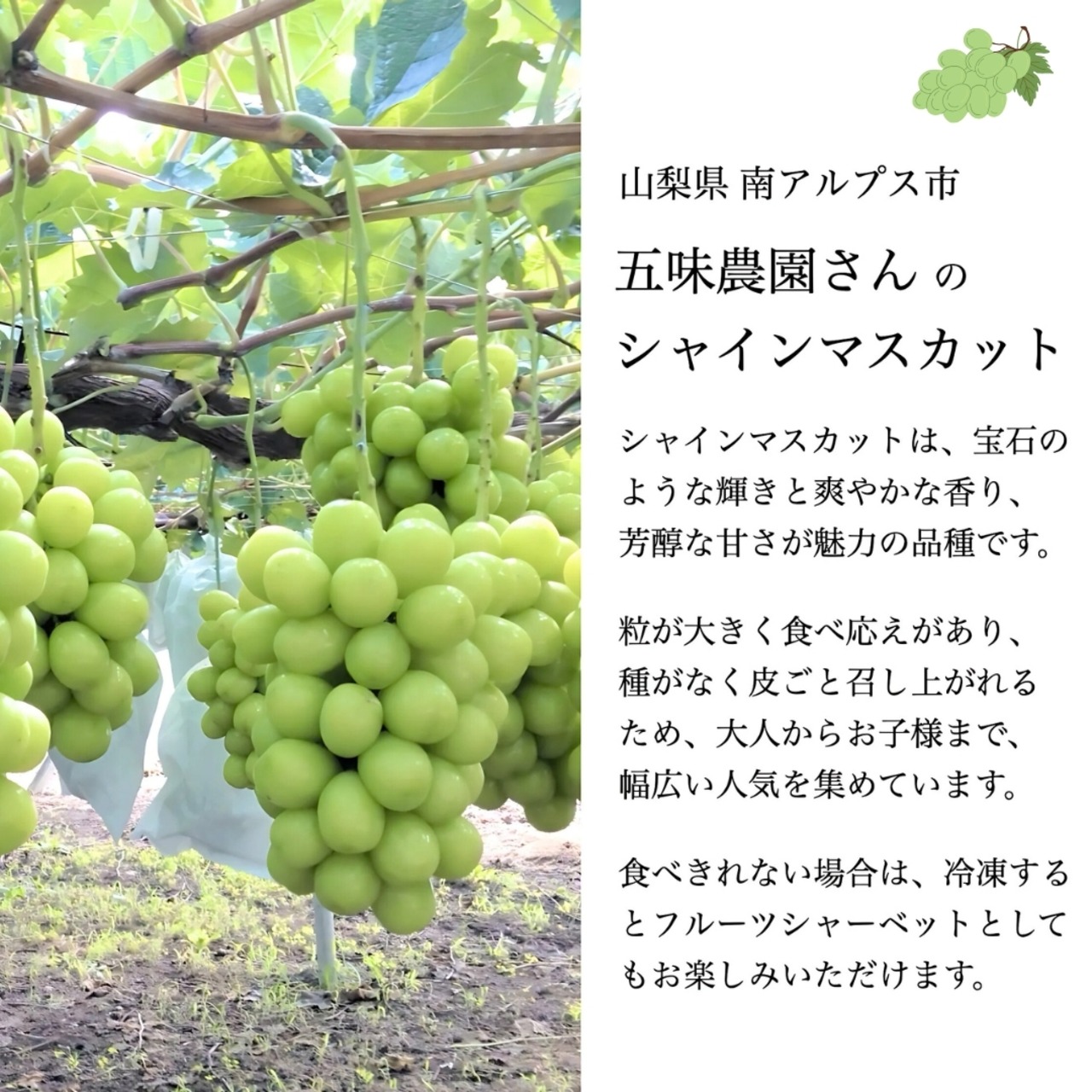 【10月5日お届け分まで】甘さはじける！五味農園の大粒・極上シャインマスカット