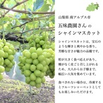 【10月5日お届け分まで】甘さはじける！五味農園の大粒・極上シャインマスカット