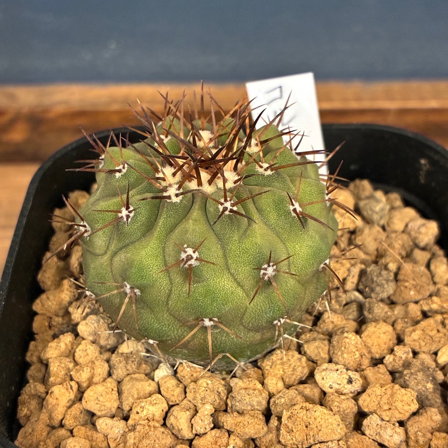 新着3日限定10%OFF】【Copiapoa】サボテン コピアポア コルムナアルバ