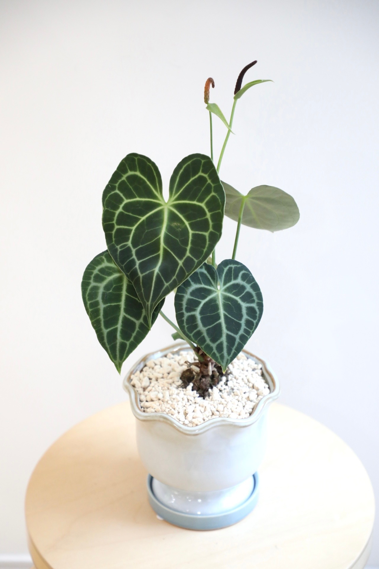 【M】アンスリウム クラリネルビウム/Anthurium