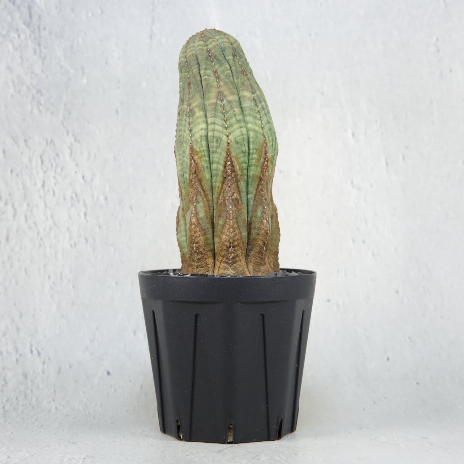 マウンテン オベサ 木質化 / 中株 ユーフォルビア | LIGHTHOUSE.PLANTS