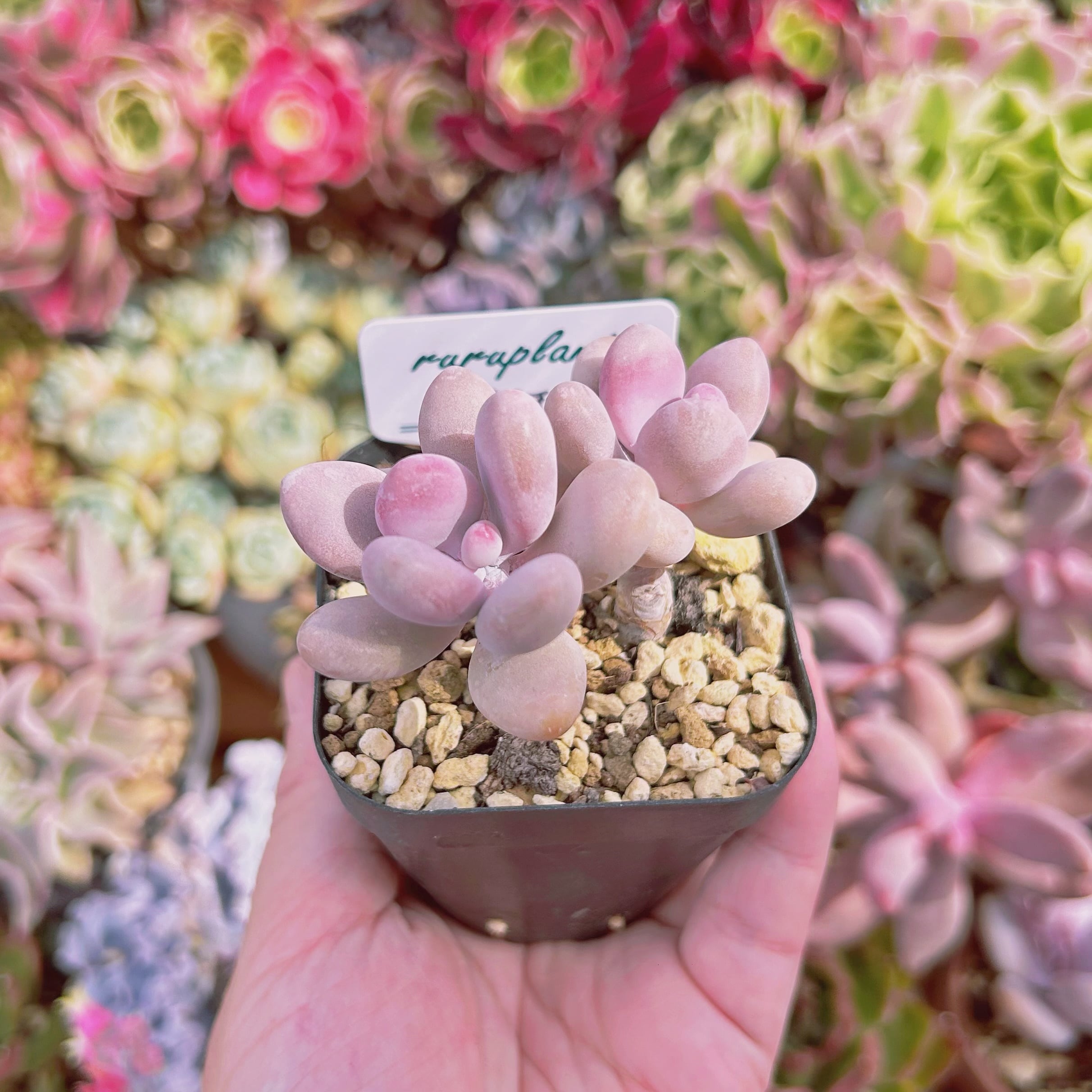 現物 多肉植物 アメジスチヌム 抜き苗 | るる農園~多肉植物専門