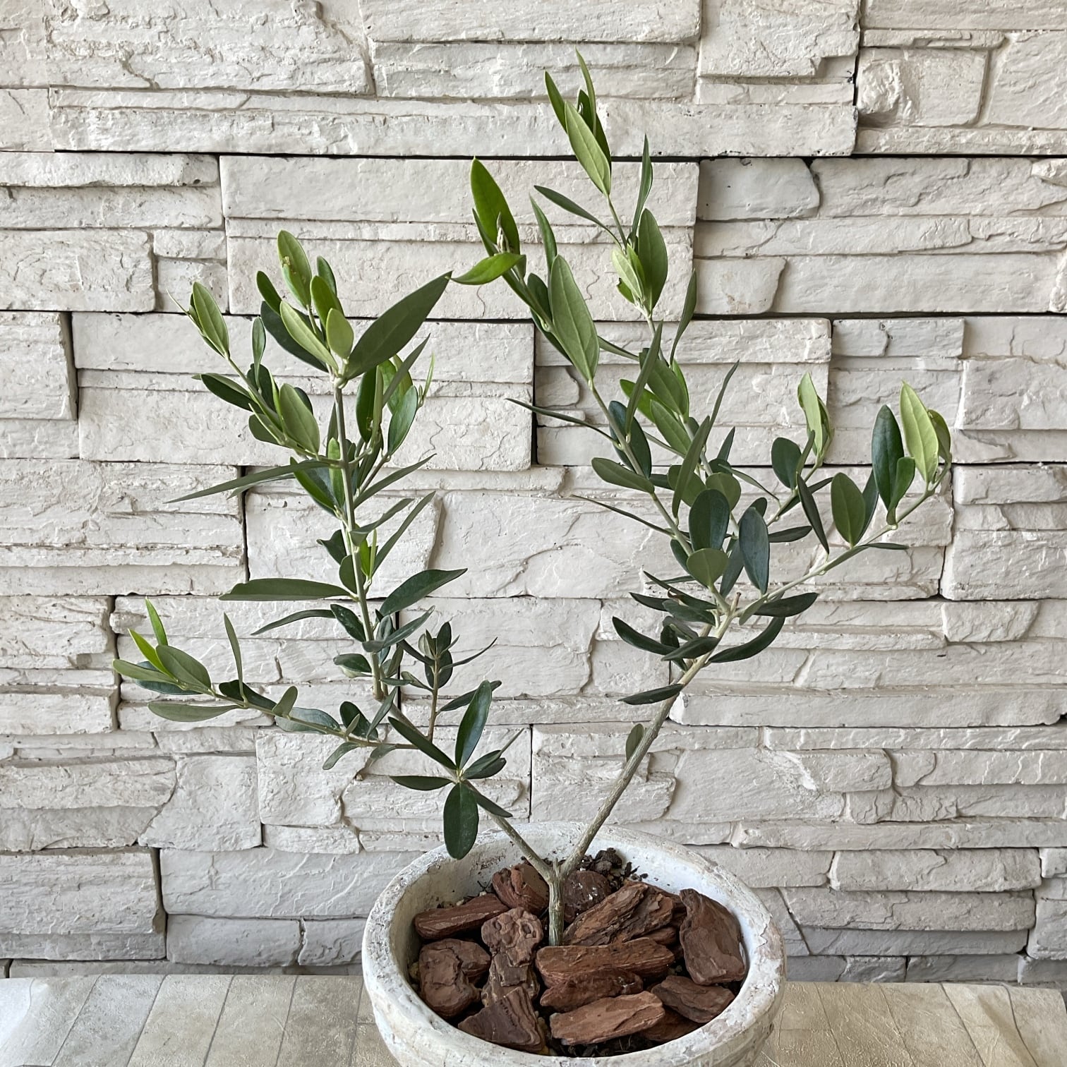 SOUJU オリーブの木　シプレッシーノ　テラコッタ鉢植え　苗木