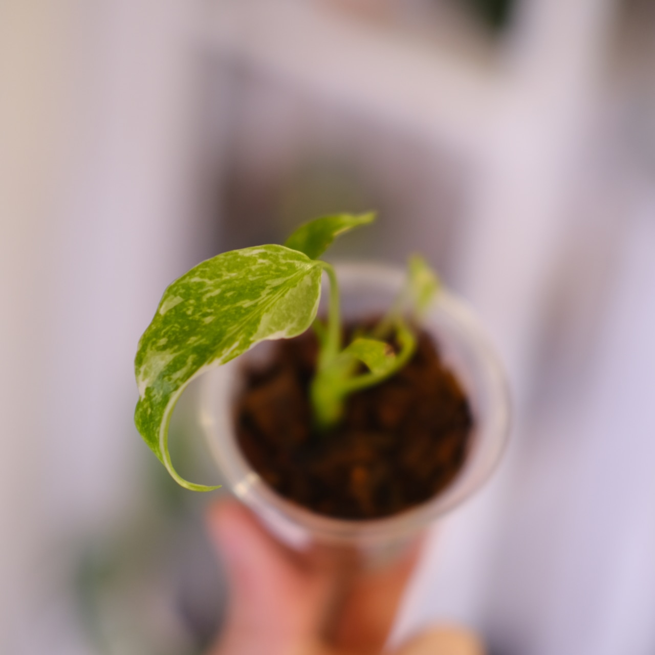 Monstera ‘Electro Light’｜モンステラ エレクトロライト②｜観葉植物