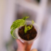 Monstera ‘Electro Light’｜モンステラ エレクトロライト②｜観葉植物