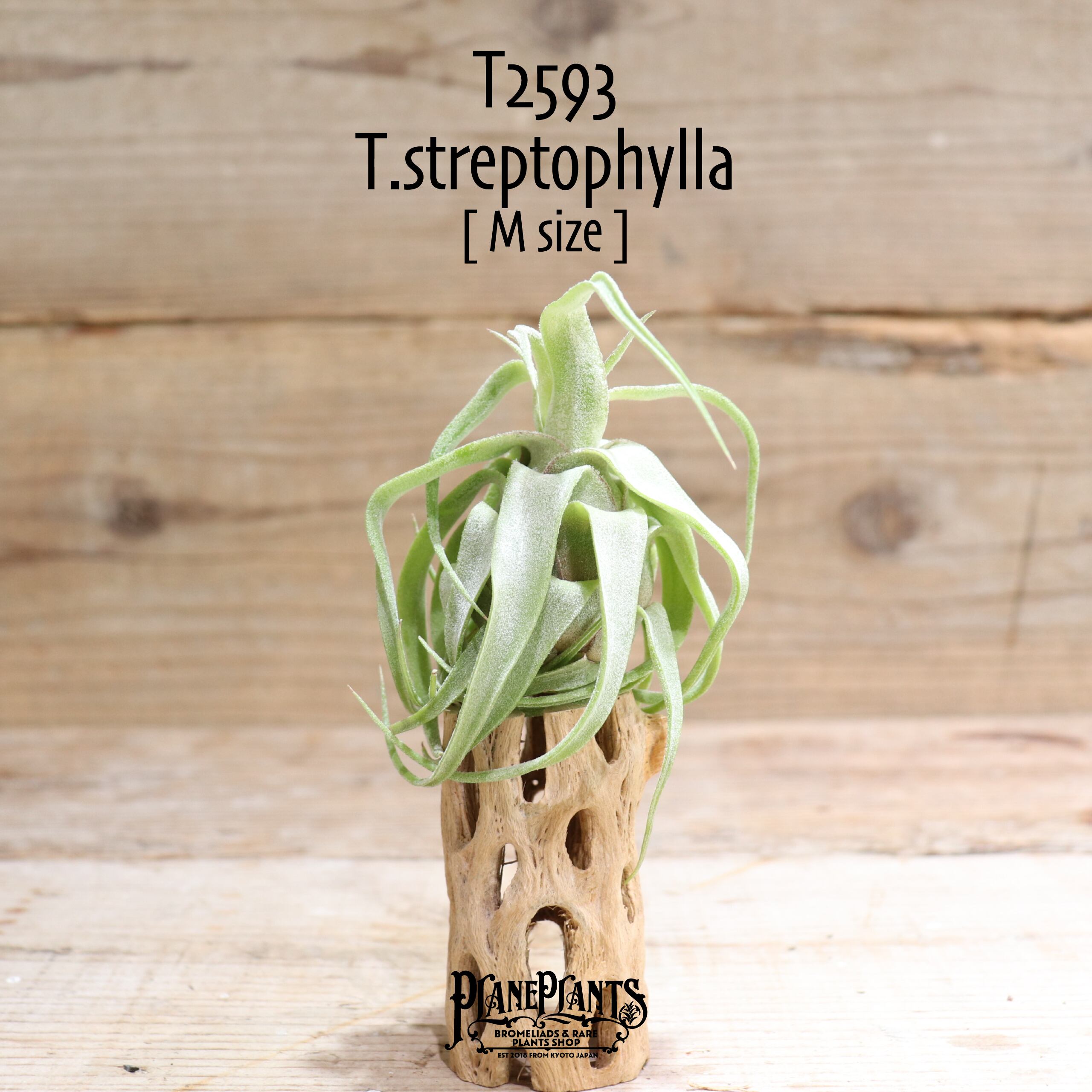 【送料無料】streptophylla M〔エアプランツ〕現品発送T2593