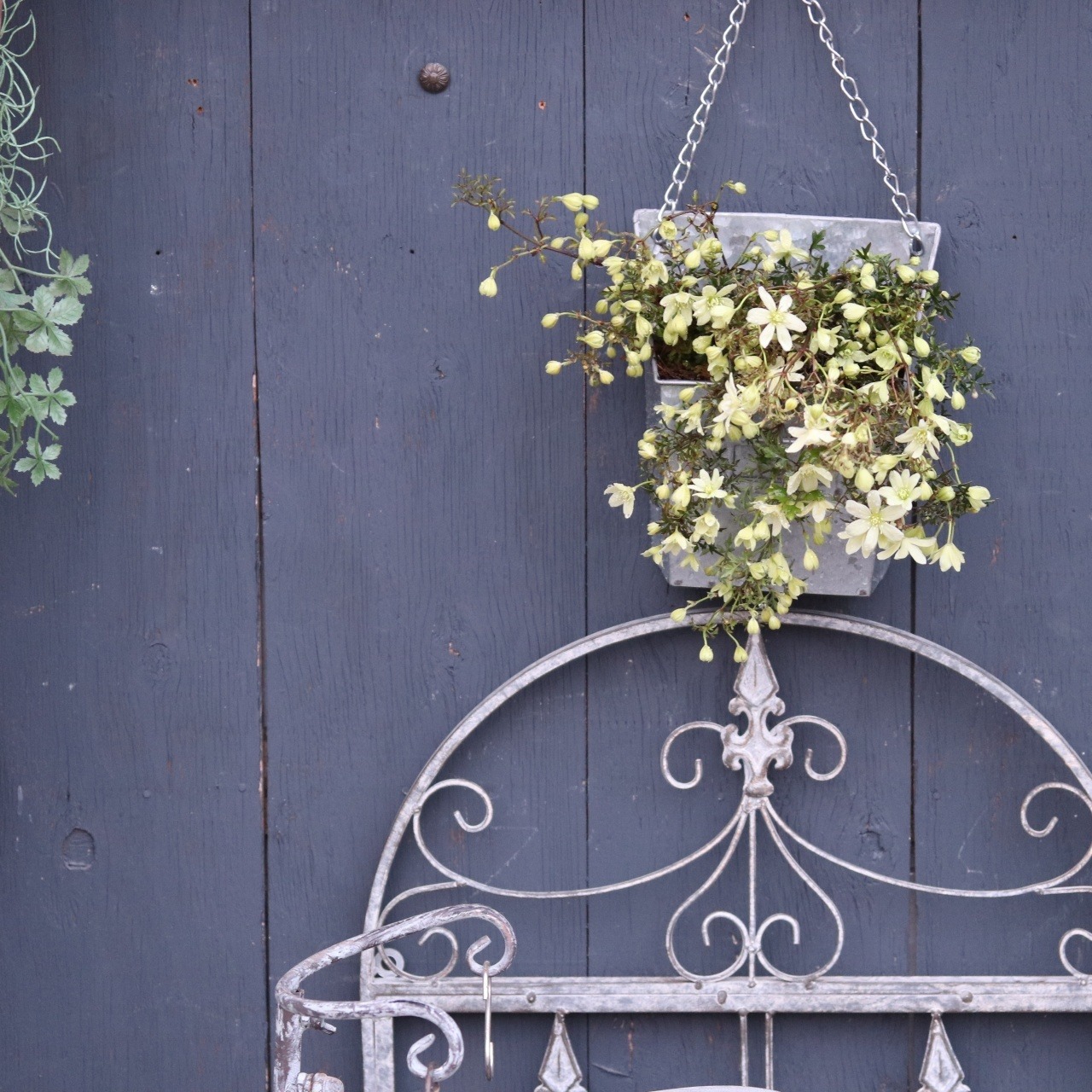 mondimanche　寄せ植え　ペトリエレターポット｜寄せ植え　届いてすぐ玄関に飾れる 　プレゼントにもオススメ　