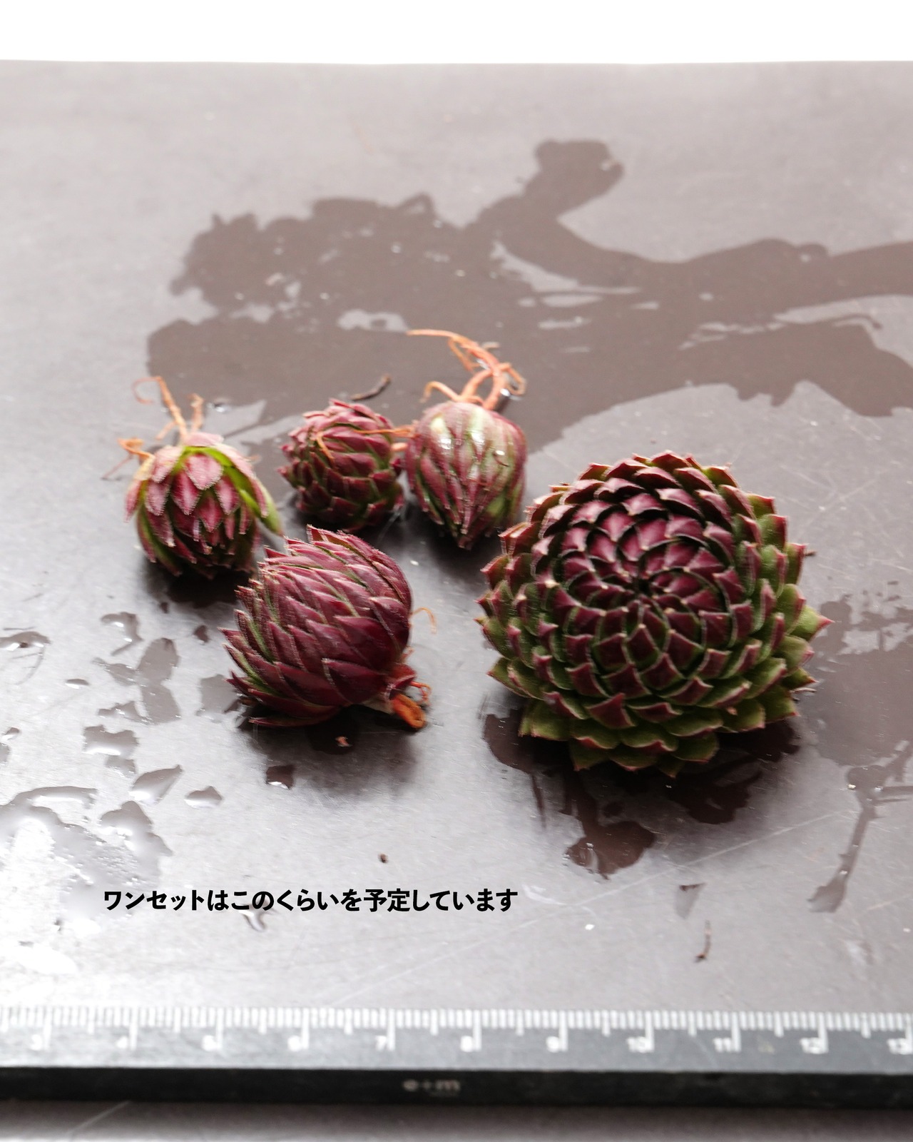 カット苗 ジョビバルバ アリオニー Sempervivum globiferum ssp.allionii