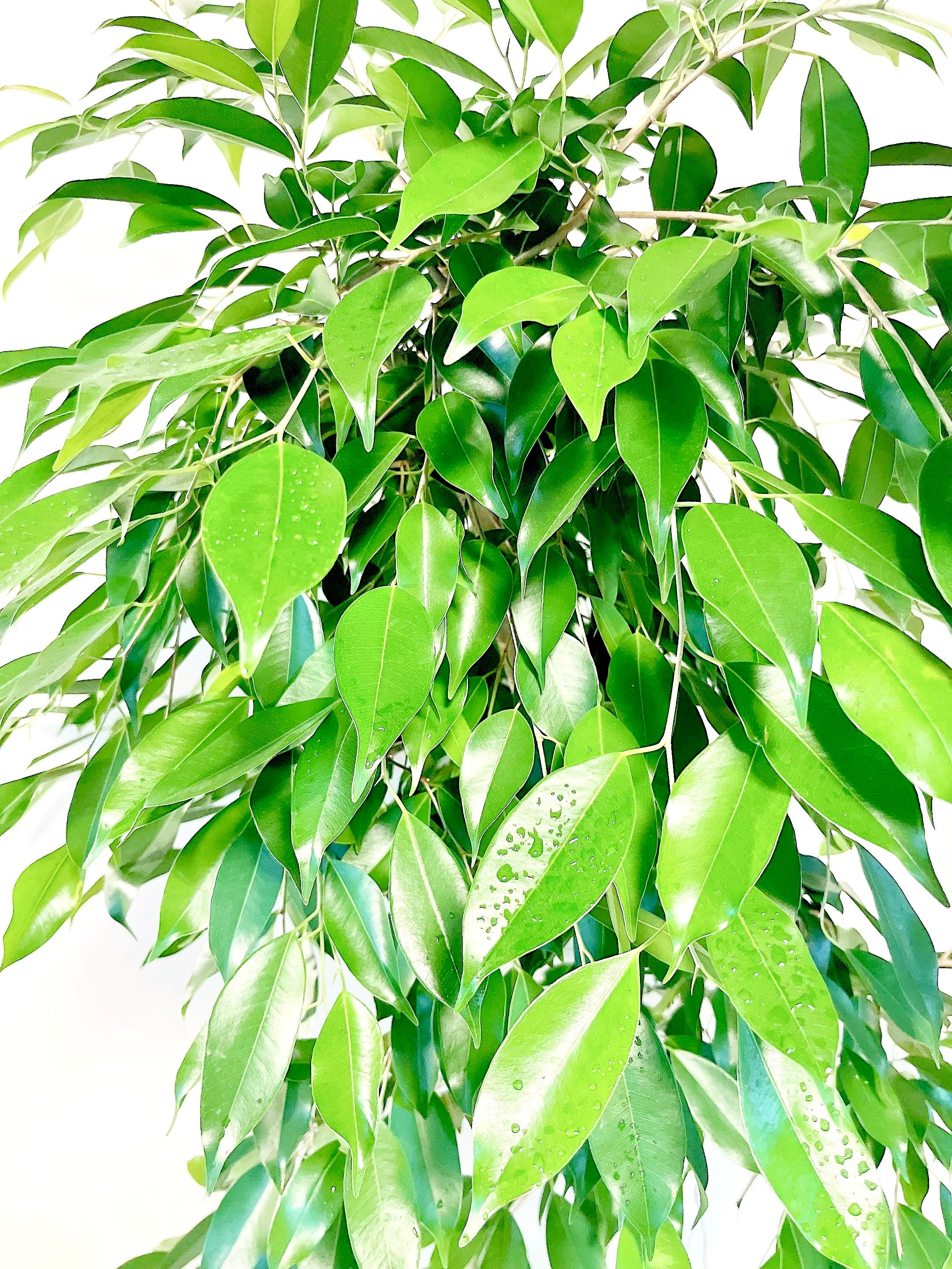 フィカス ベンジャミン ヌダ 曲がり 観葉植物 calm cafe | calm cafe☕️