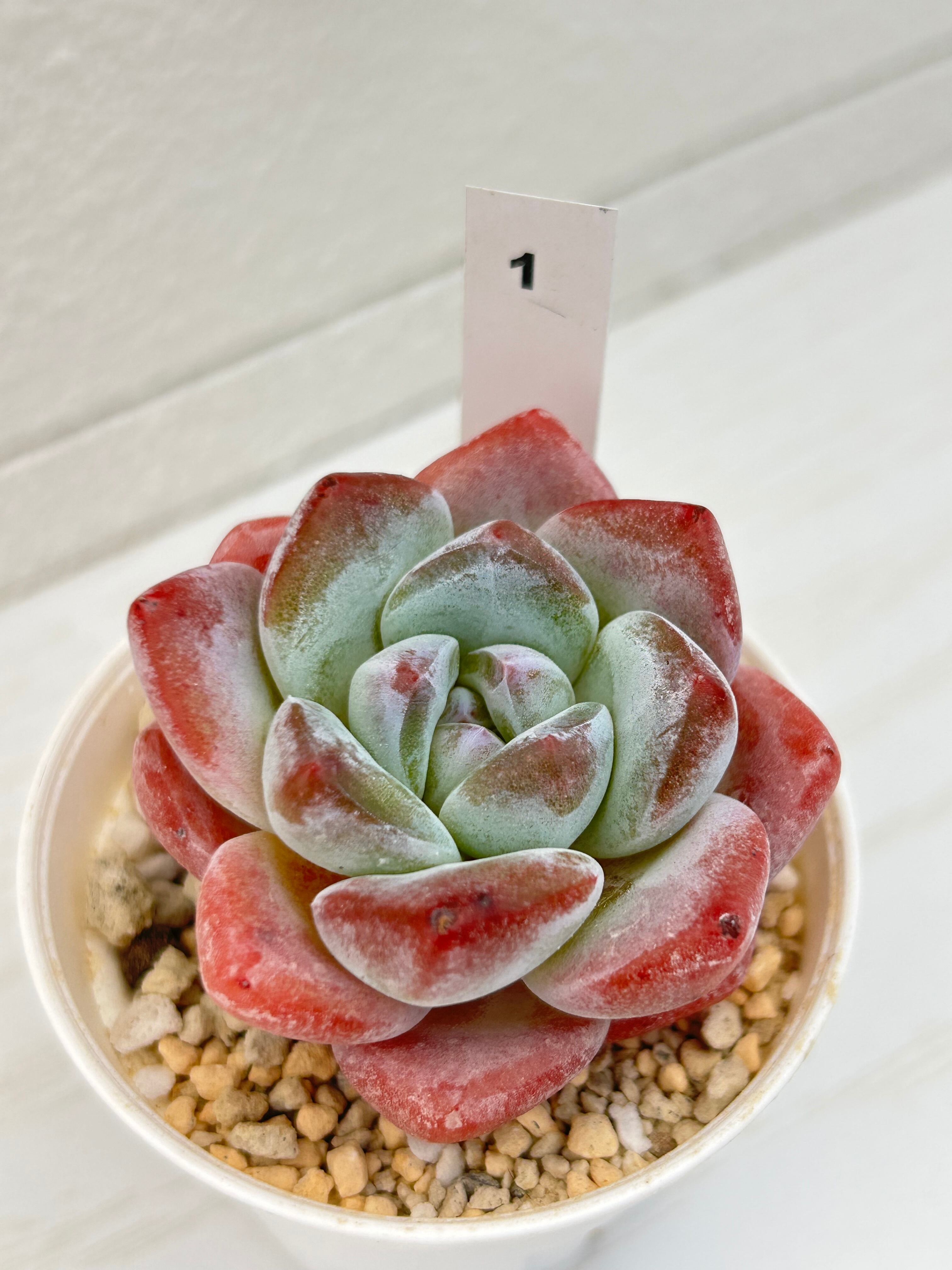 輸入苗 ☆ピンクアレックス × アイスグリーン No.1