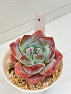 輸入苗 ☆ピンクアレックス × アイスグリーン No.1