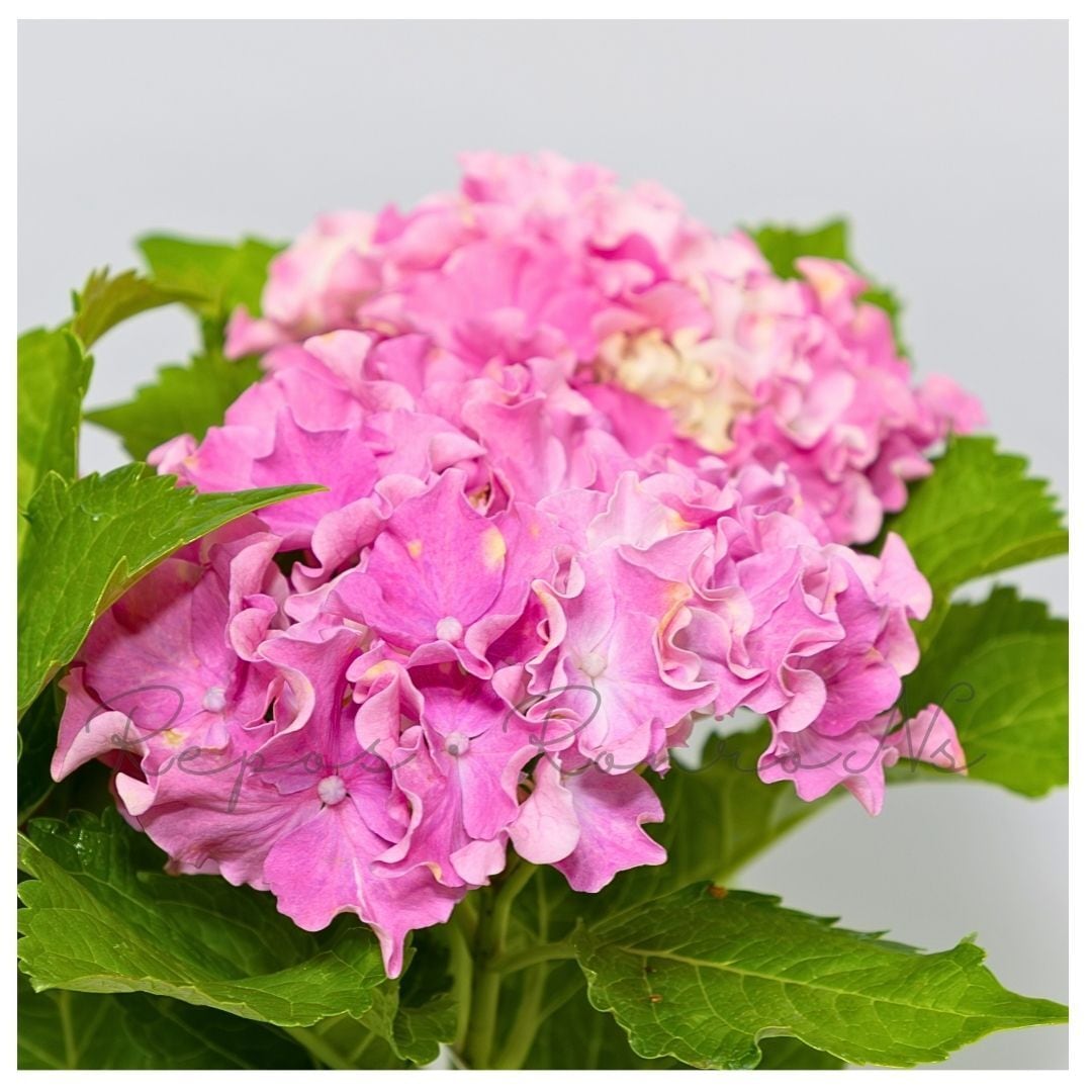 アジサイ：サーファー・シーサイドピンク（4号）フリンジ紫陽花 希少