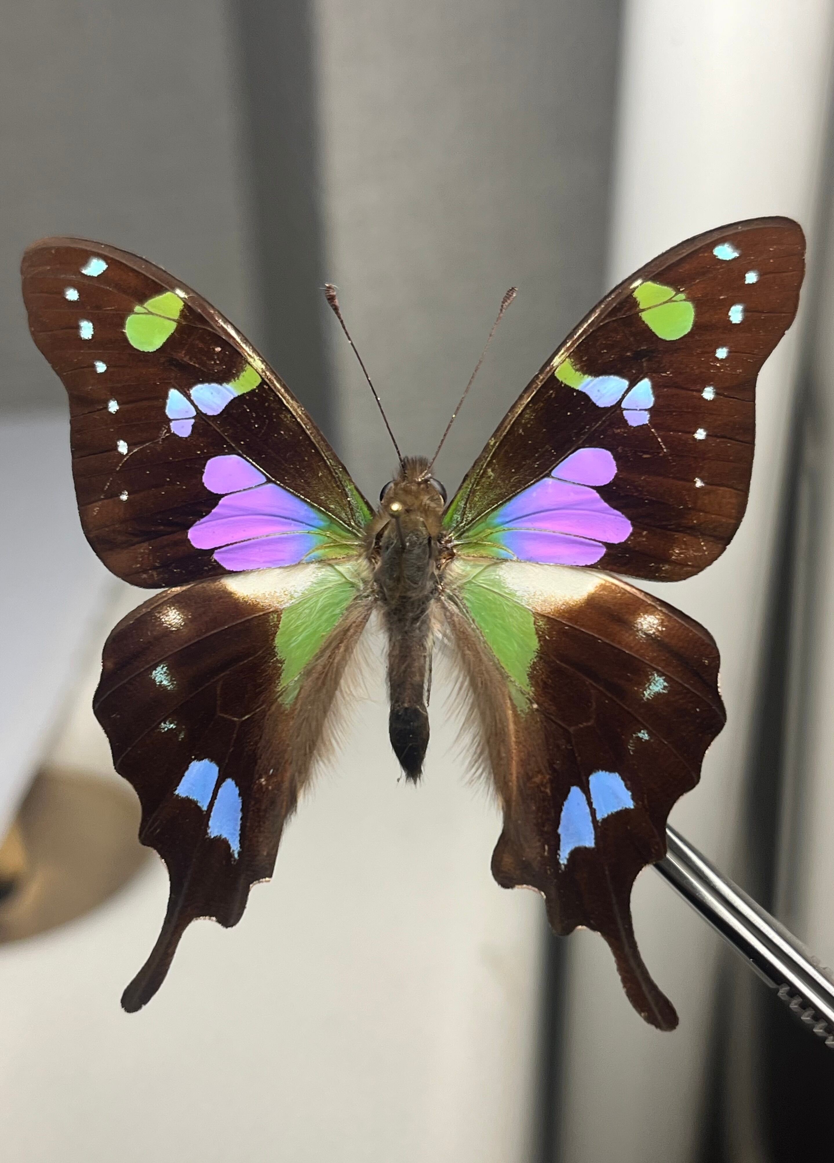 蝶・蛾 | オモニキチュウ