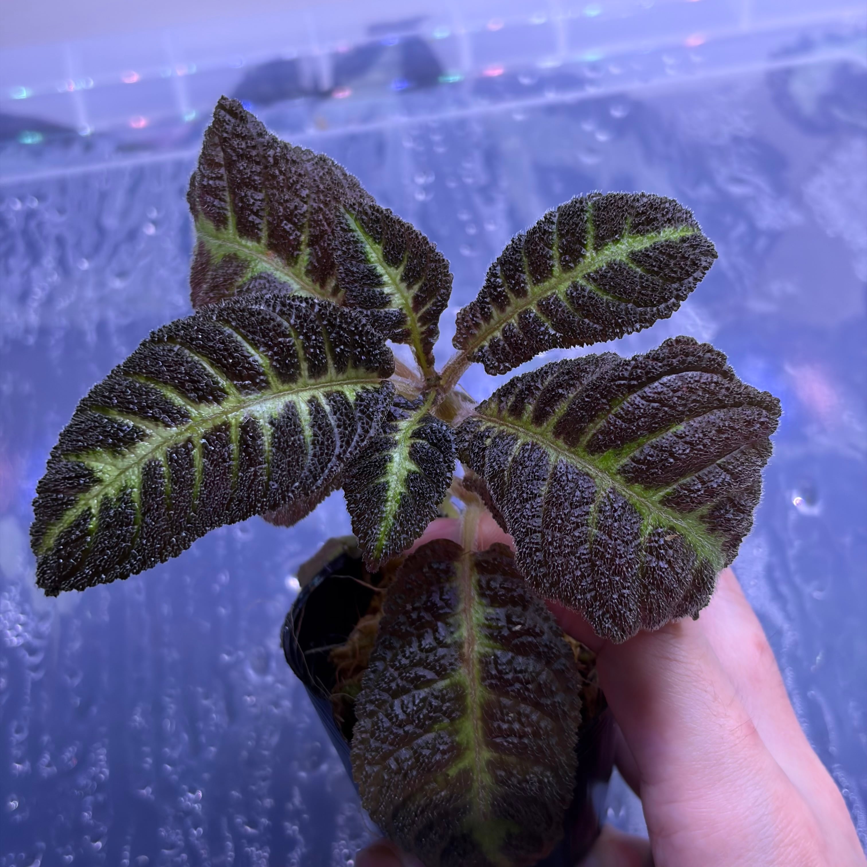 Nautilocalyx picturatus ノーティロカリクス | 熱帯雨林植物専門店