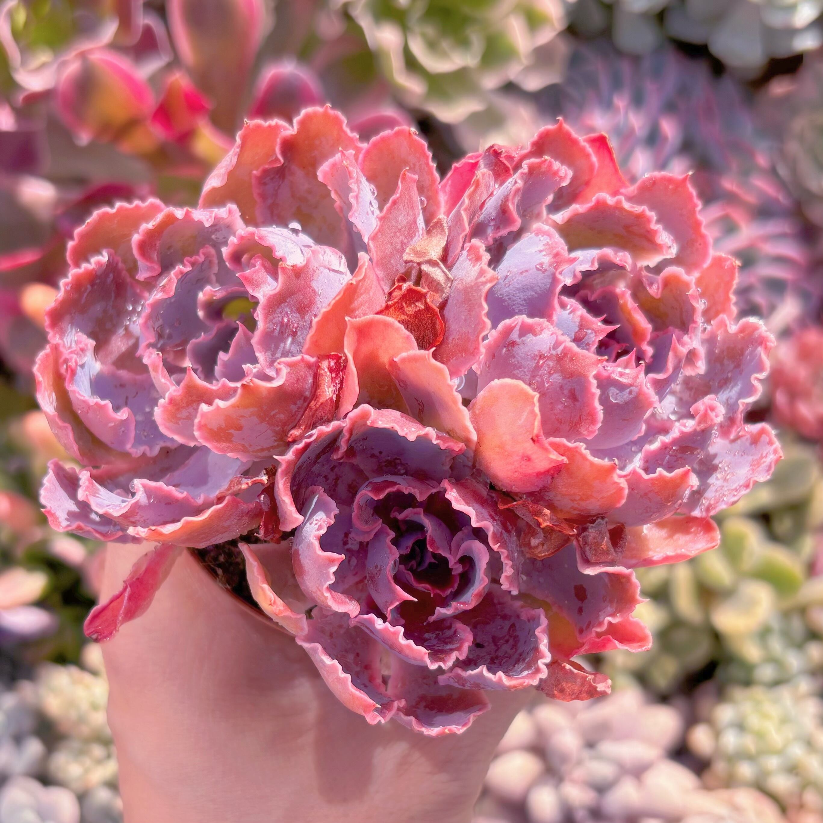 現品　シャビアナ#1021　るる農園