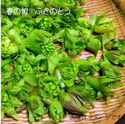 ふきのとう　約100ｇ　4月の朝採り直売野菜　4月下旬発送予定