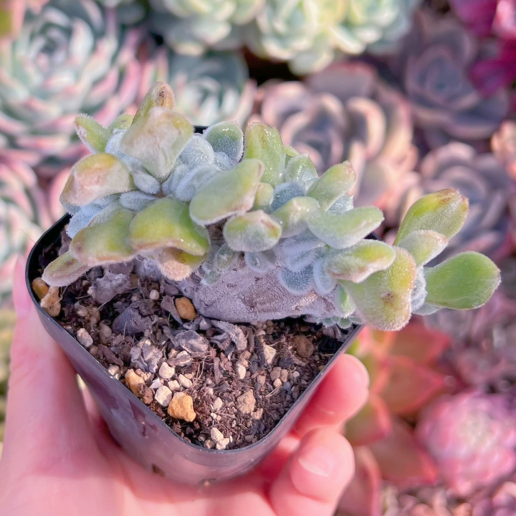 多肉植物　淡雪錦綴化 抜き苗 多肉植物 淡雪錦綴化 抜き苗