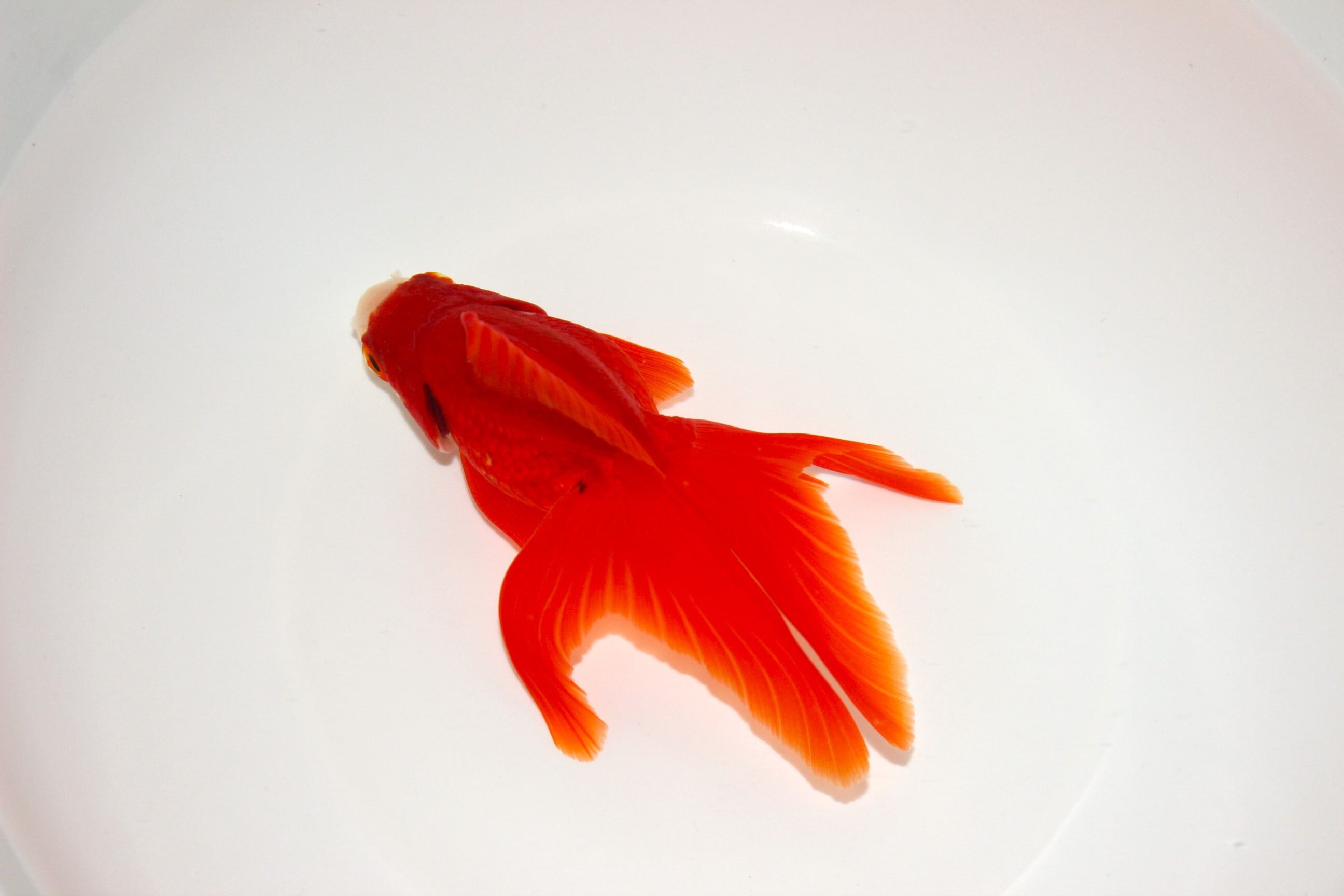 荻野養魚場産 二才 琉金（赤勝ち更紗）＃1220-01 | 金魚専門店 和の美