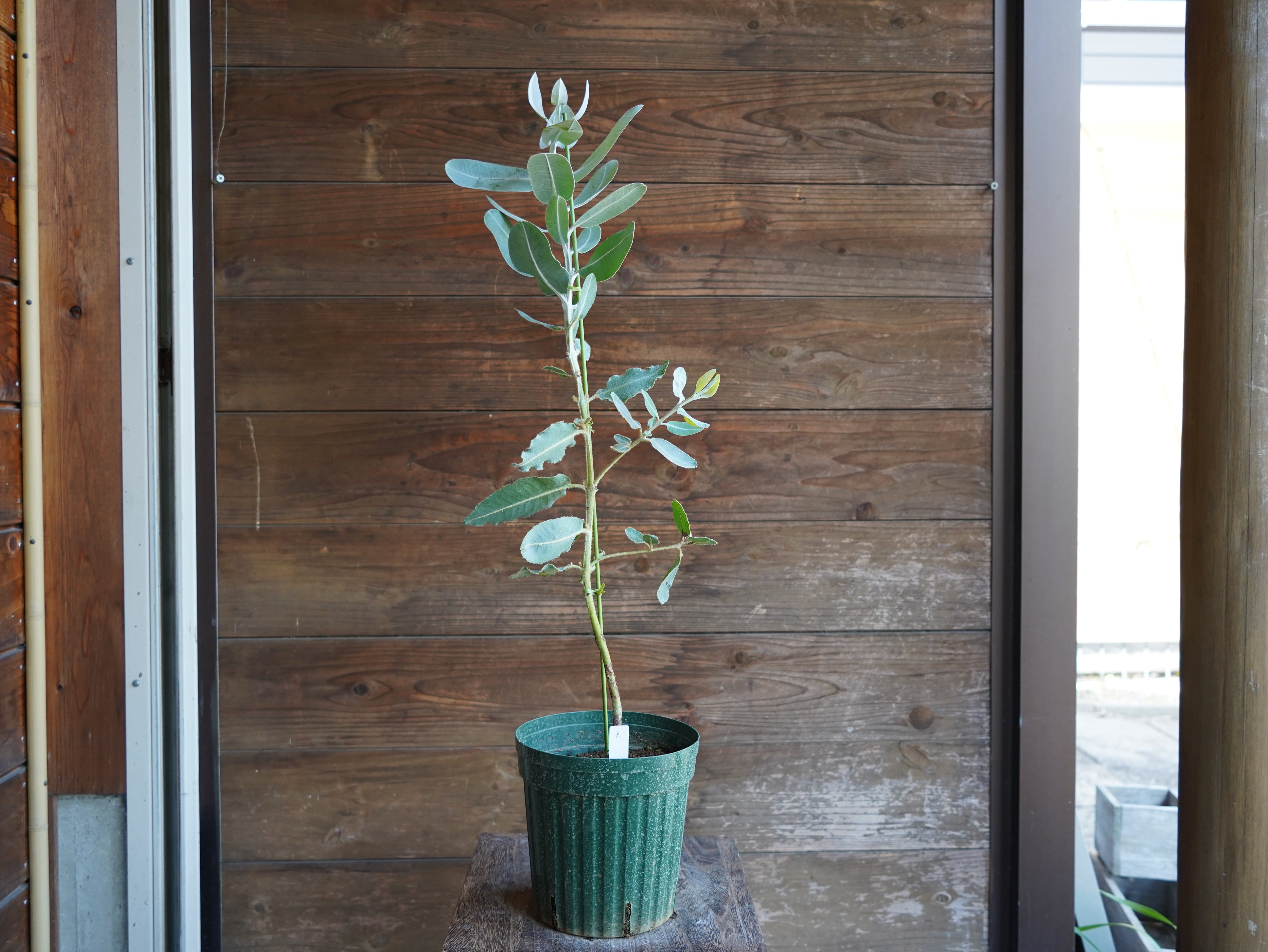 【現物】ユーカリ　”プレウロカルパ”　A