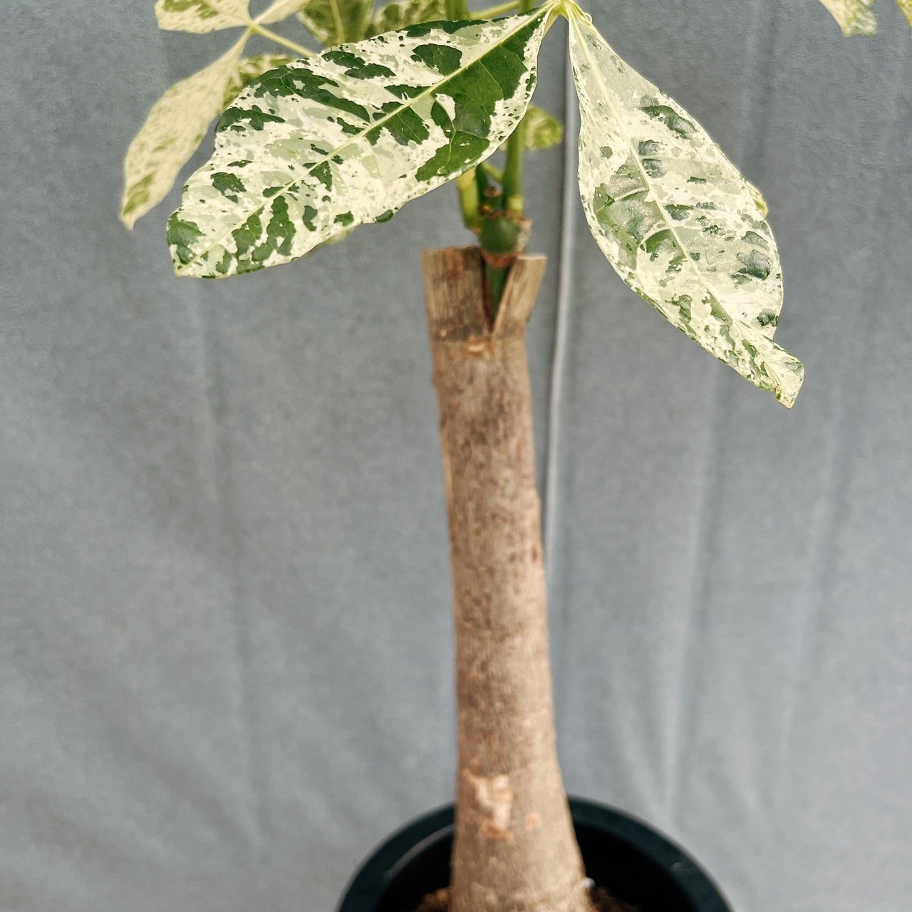 現品］【希少】12番 パキラ 斑入り ミルキーウェイ 接木 幹太 7号 観葉