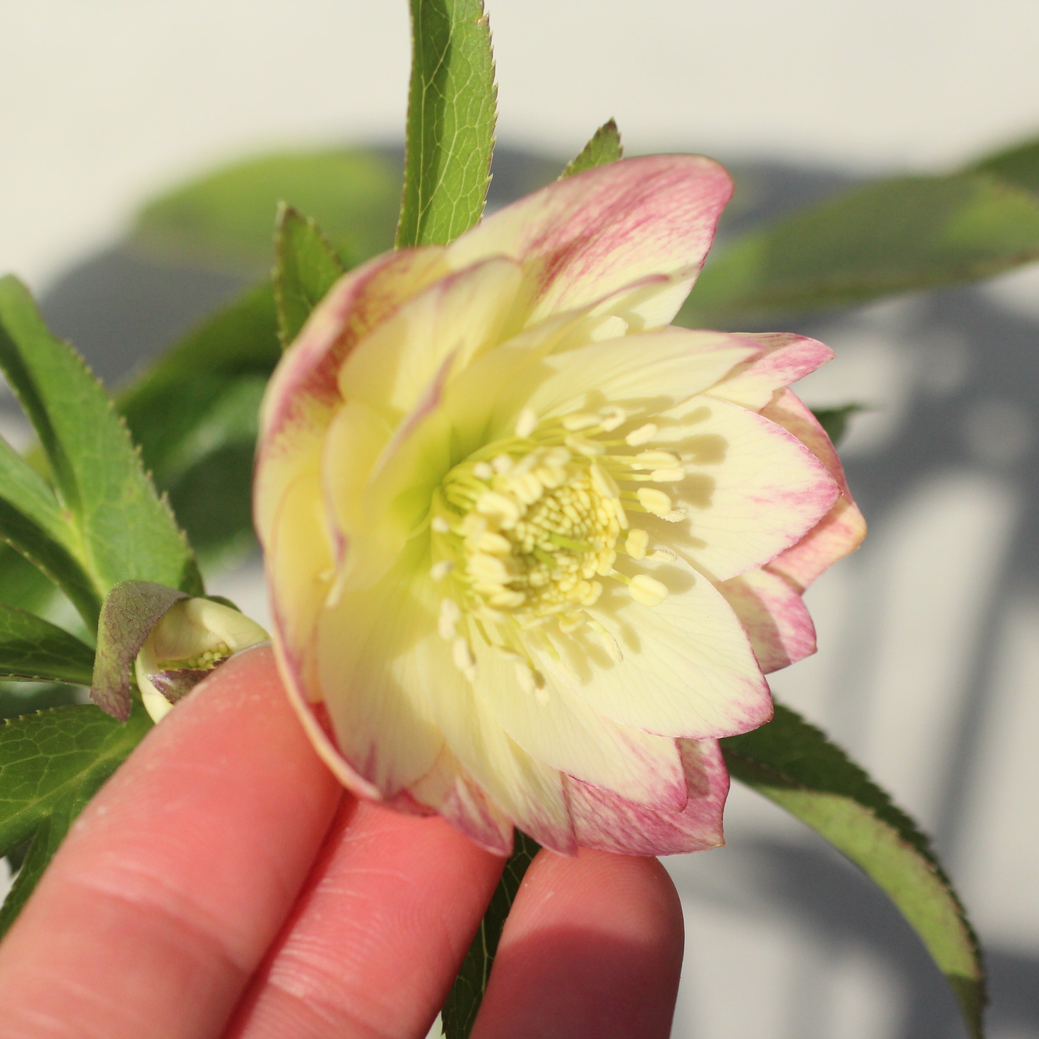 WS26-081 クリスマスローズ ウィンターシンフォニー イエロークレオン