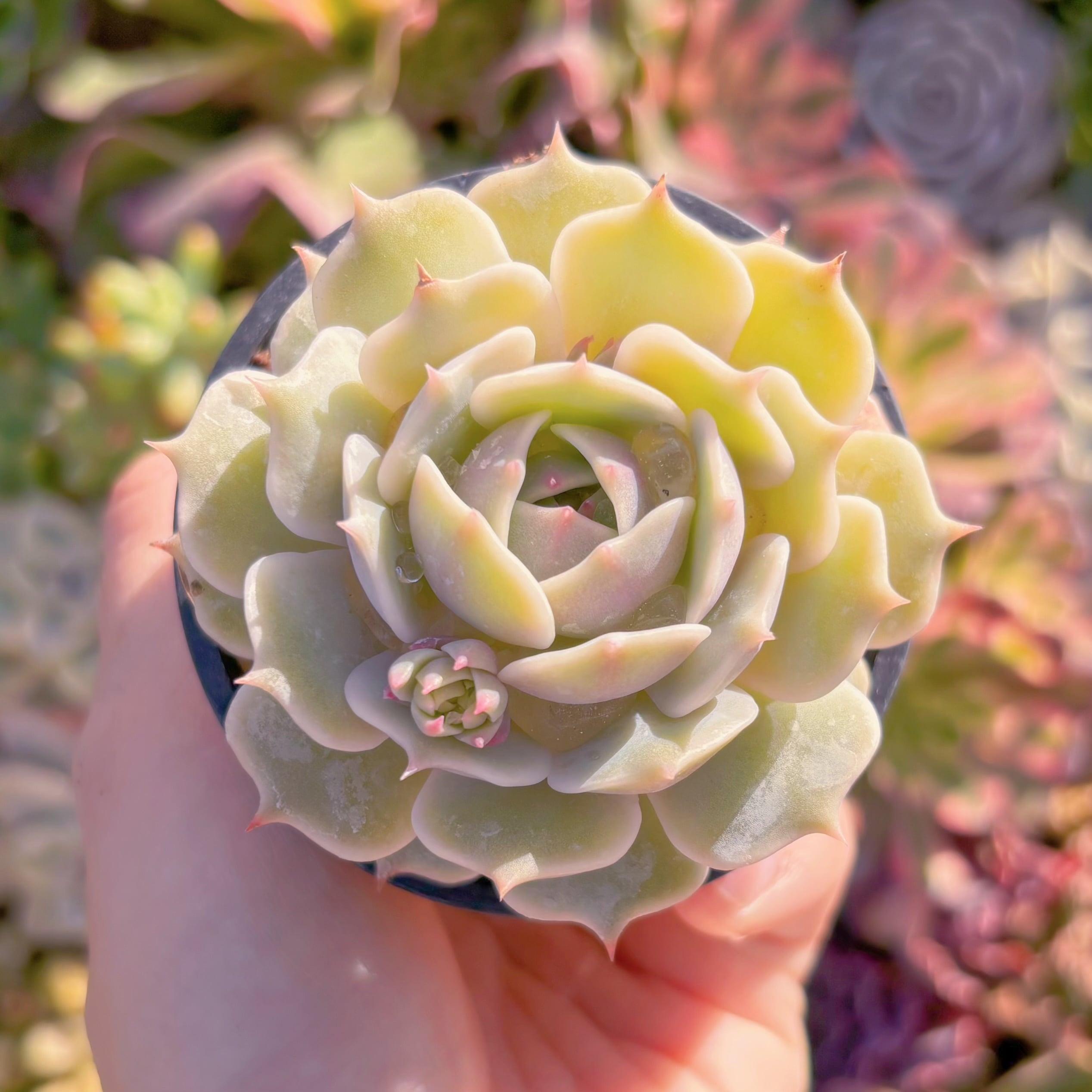 現品　ローラ#528　るる農園