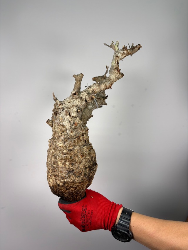 F186 現地発根株 オペルクリカリア パキプス 6/15 入荷 Operculicarya pachypus 塊根植物 現地球