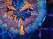 【現地買付】Scolymia "High End Ultra"