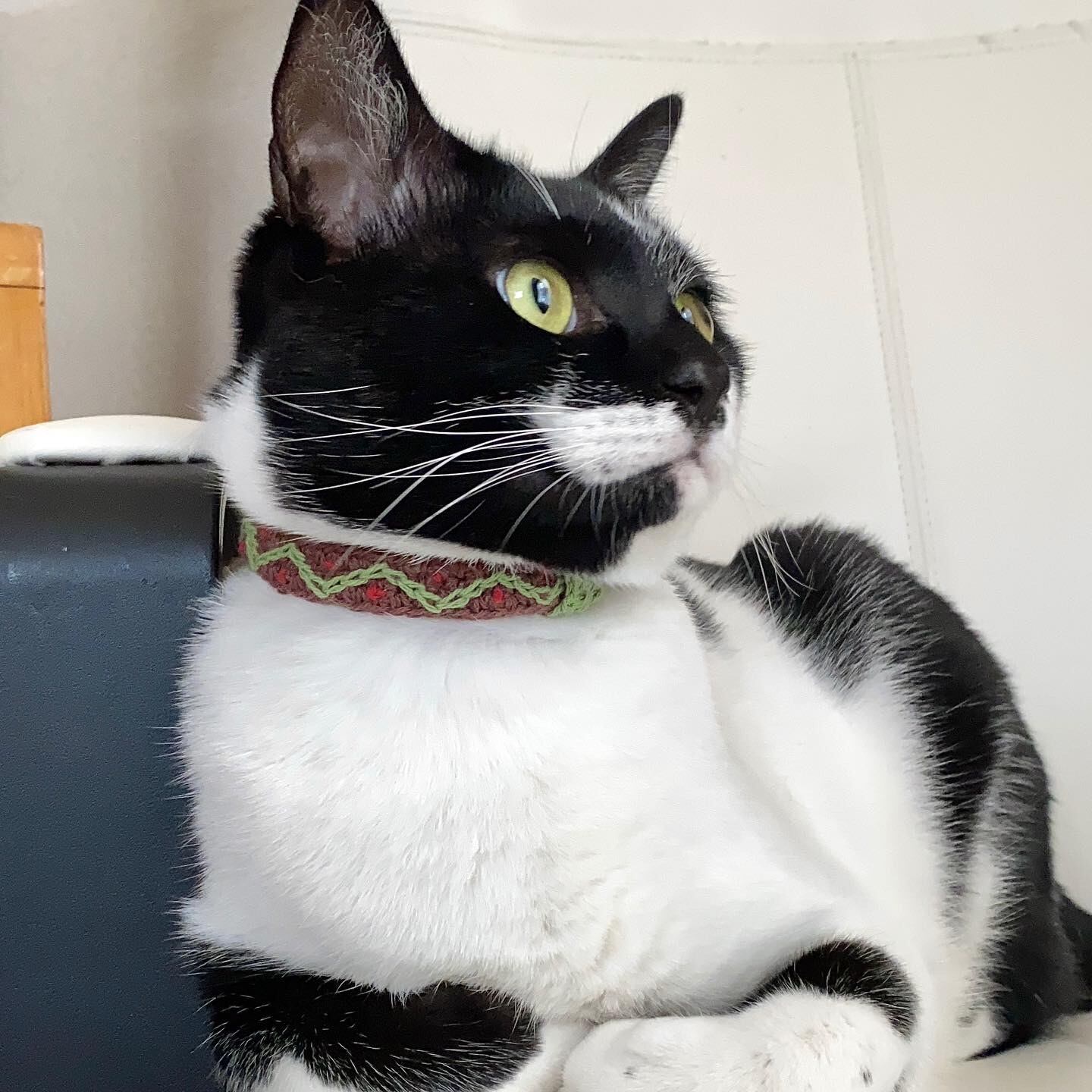 金具を使わない！猫ちゃんにやさしい毛糸の首輪 / 猫の首輪 (紺) | 猫