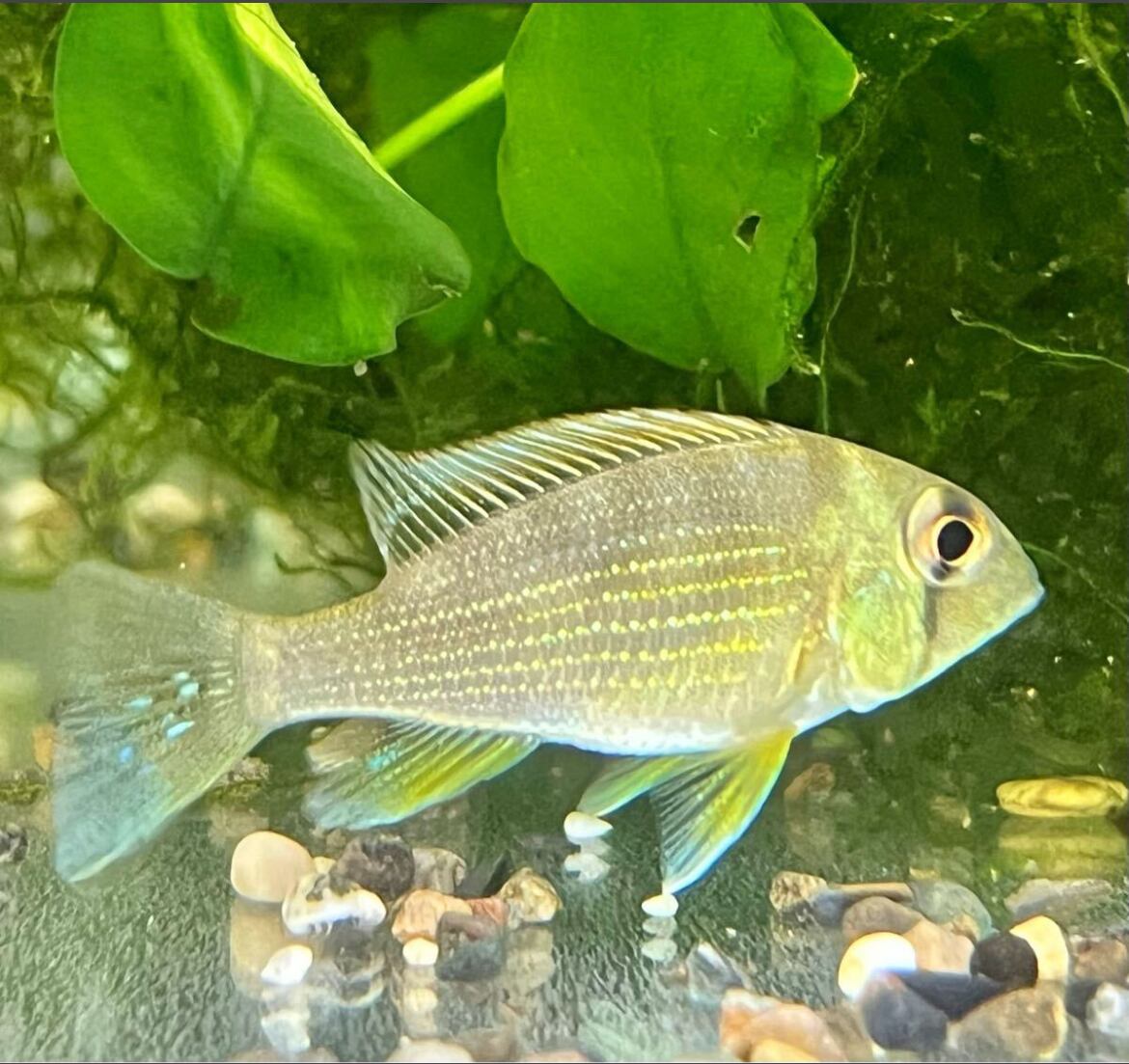 WILD 激レア ゲオファーガス・タエニオパレイウス Geophagus