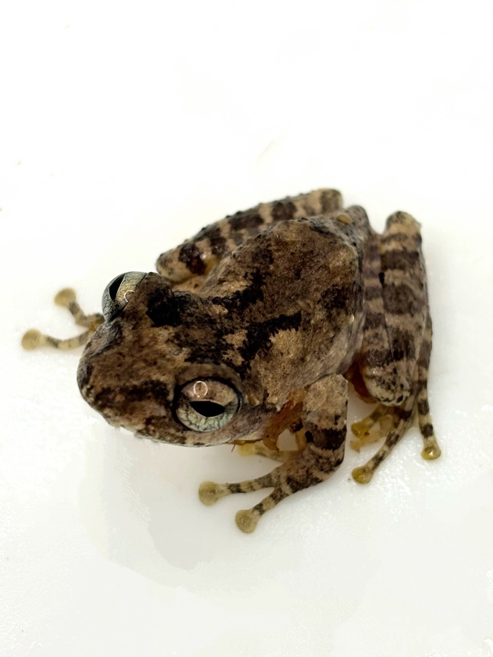 ナガレヒキガエル 1匹 | まるころ商店〜まるくてころころした生き物を