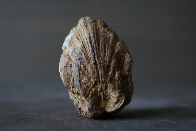 カリフォルニア産トリゴニア化石　Trigonia sp. 824