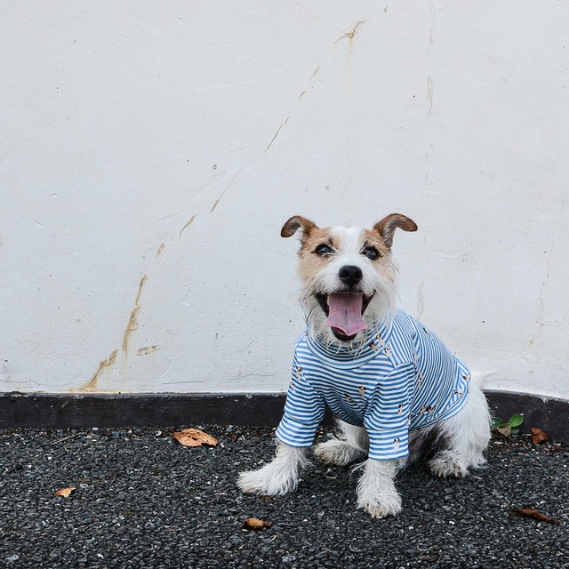 for dog jack border turtle neck T-shirts　blue　