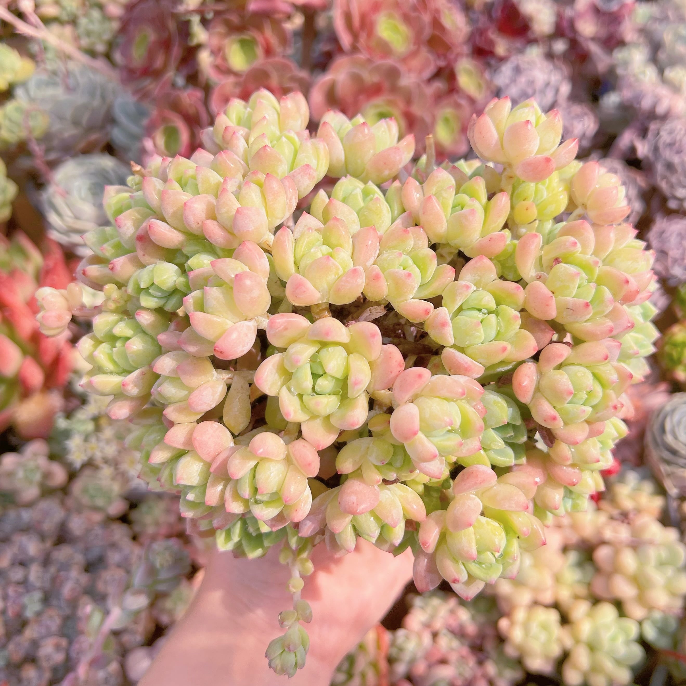 現品　プロリフェラxラウル#F067　大群生　るる農園