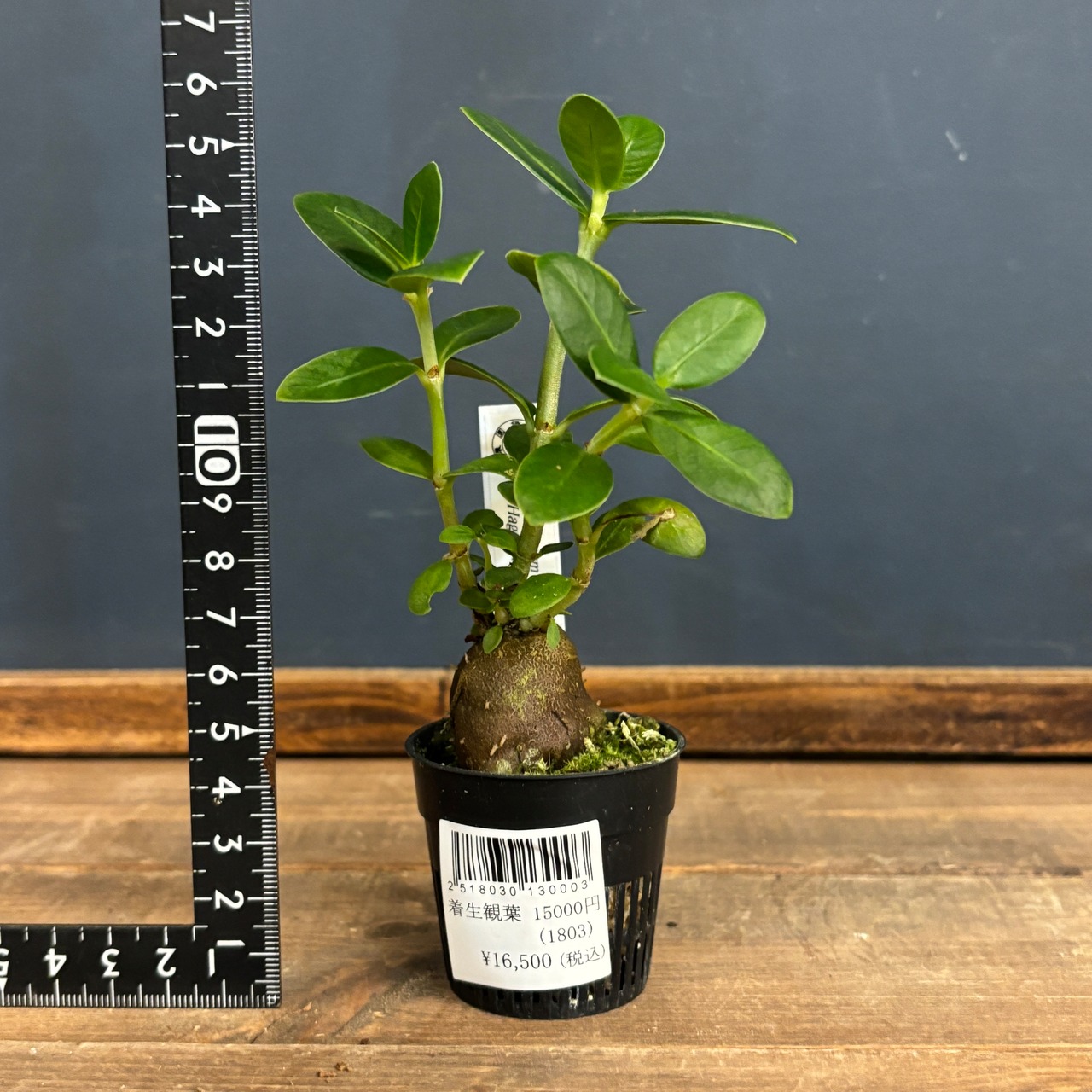 Hydnophytum hailans Mt. Hagen, PNG【963】