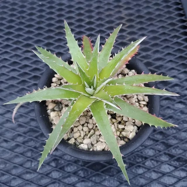 Dyckia（ディッキア） | レアプランツ通販サイトPlants Maniax